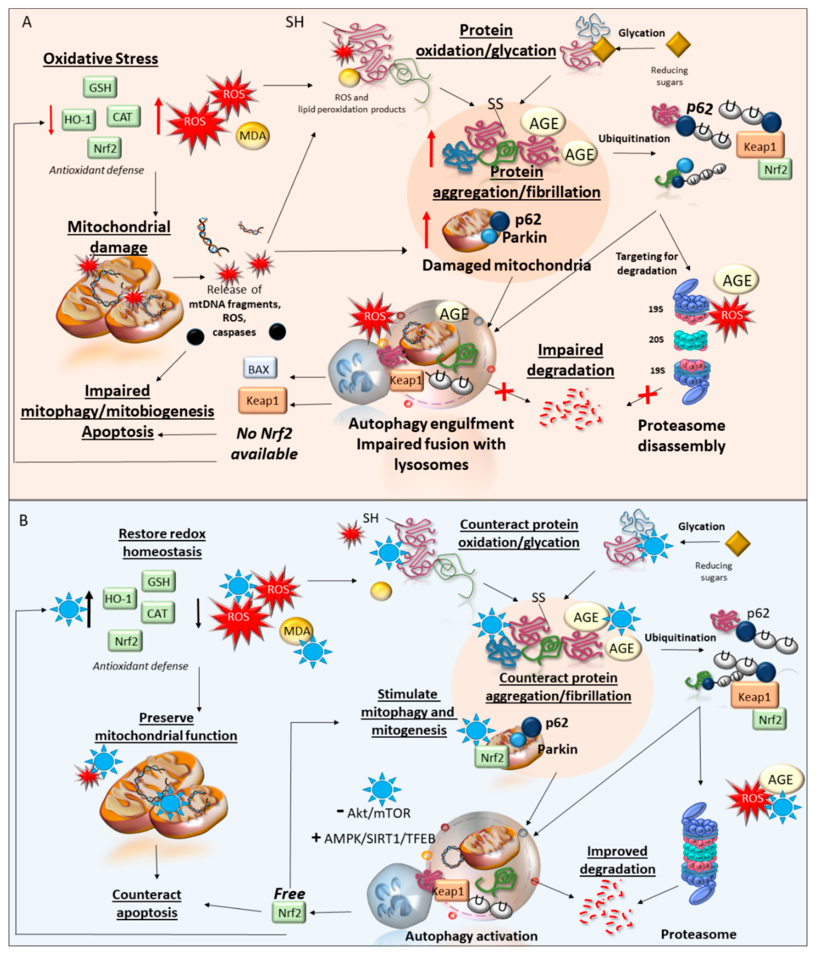 Antioxidants 09 01022 g002