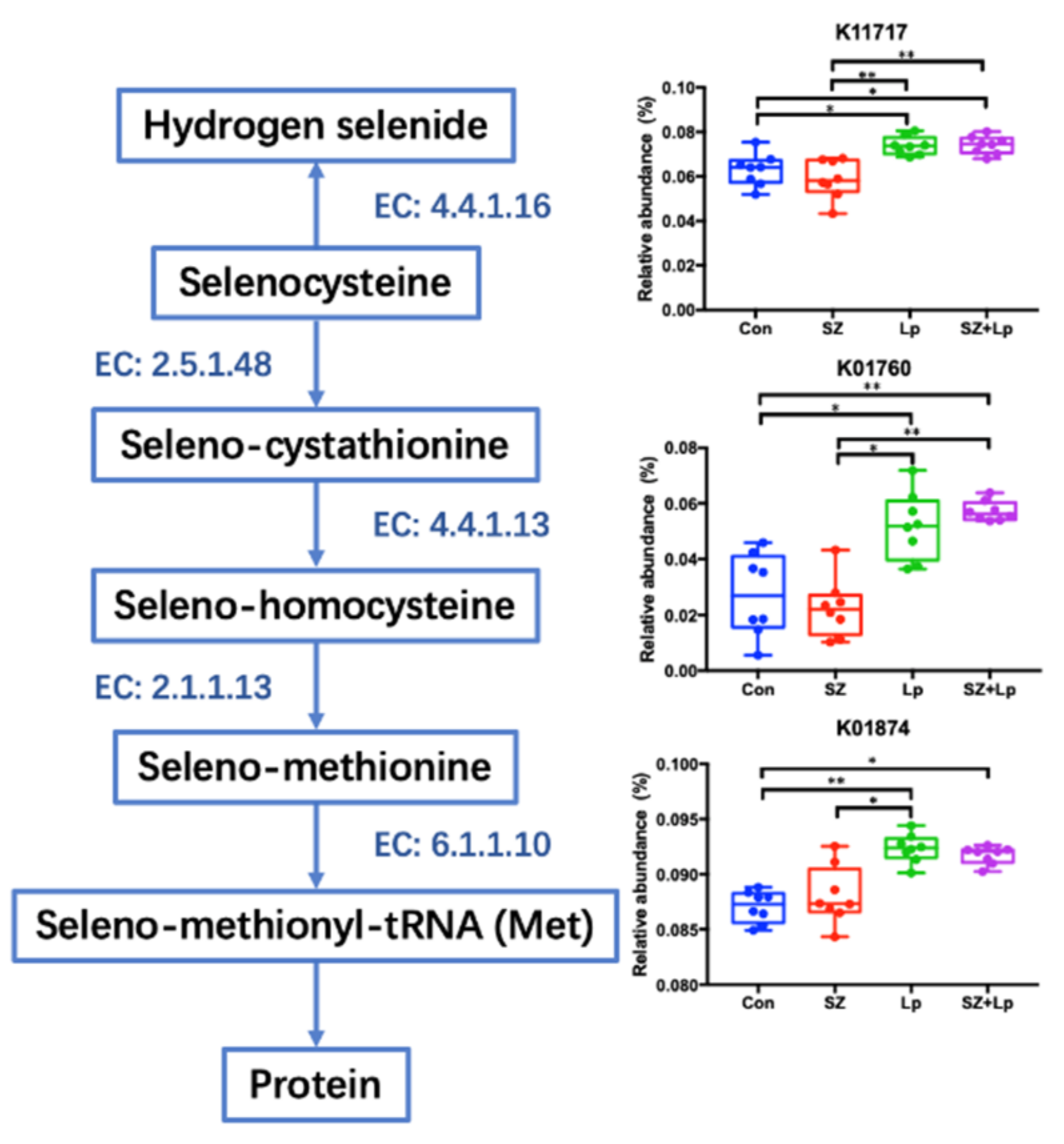 Antioxidants 09 01028 g005