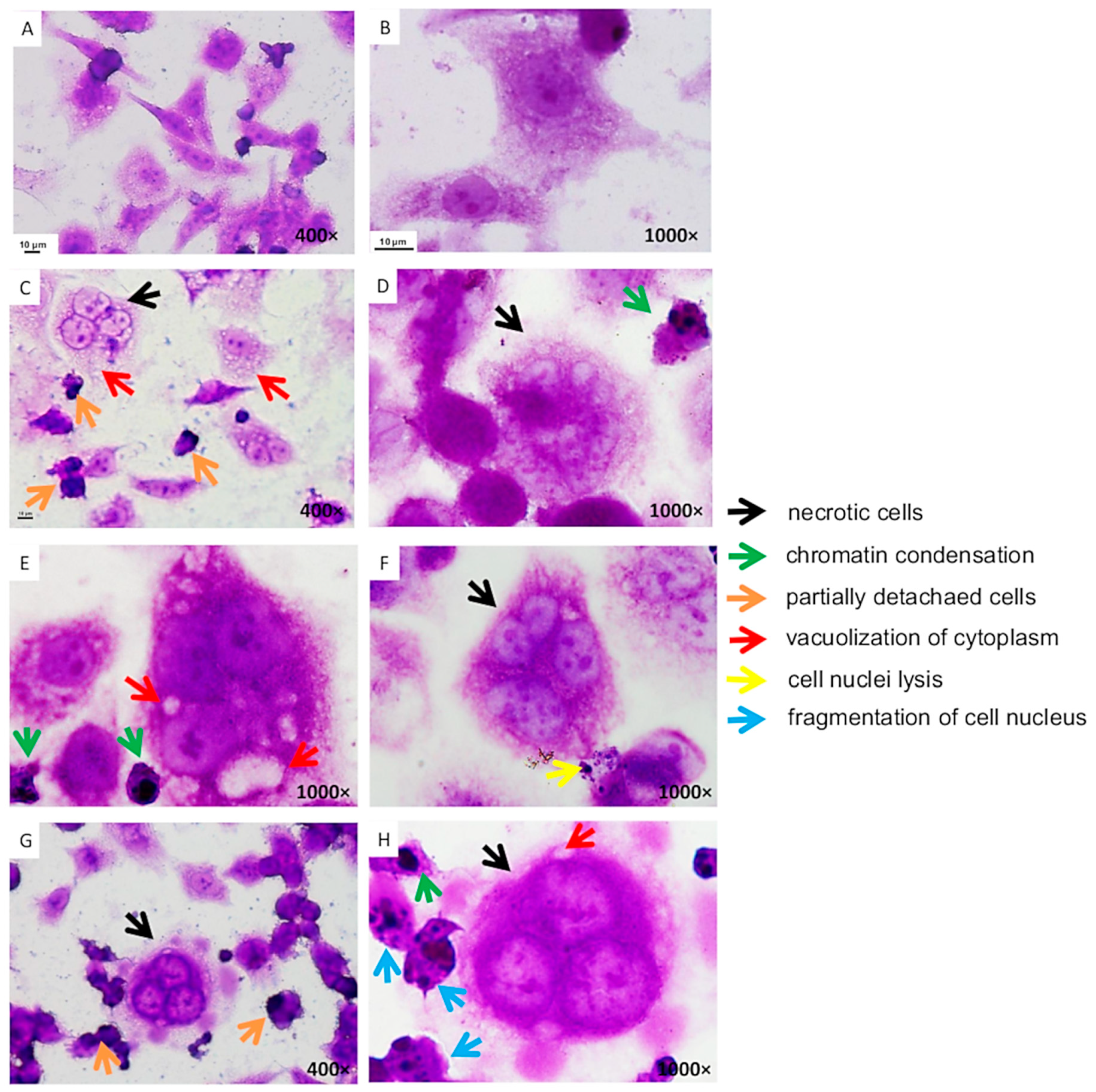Antioxidants 09 01030 g002