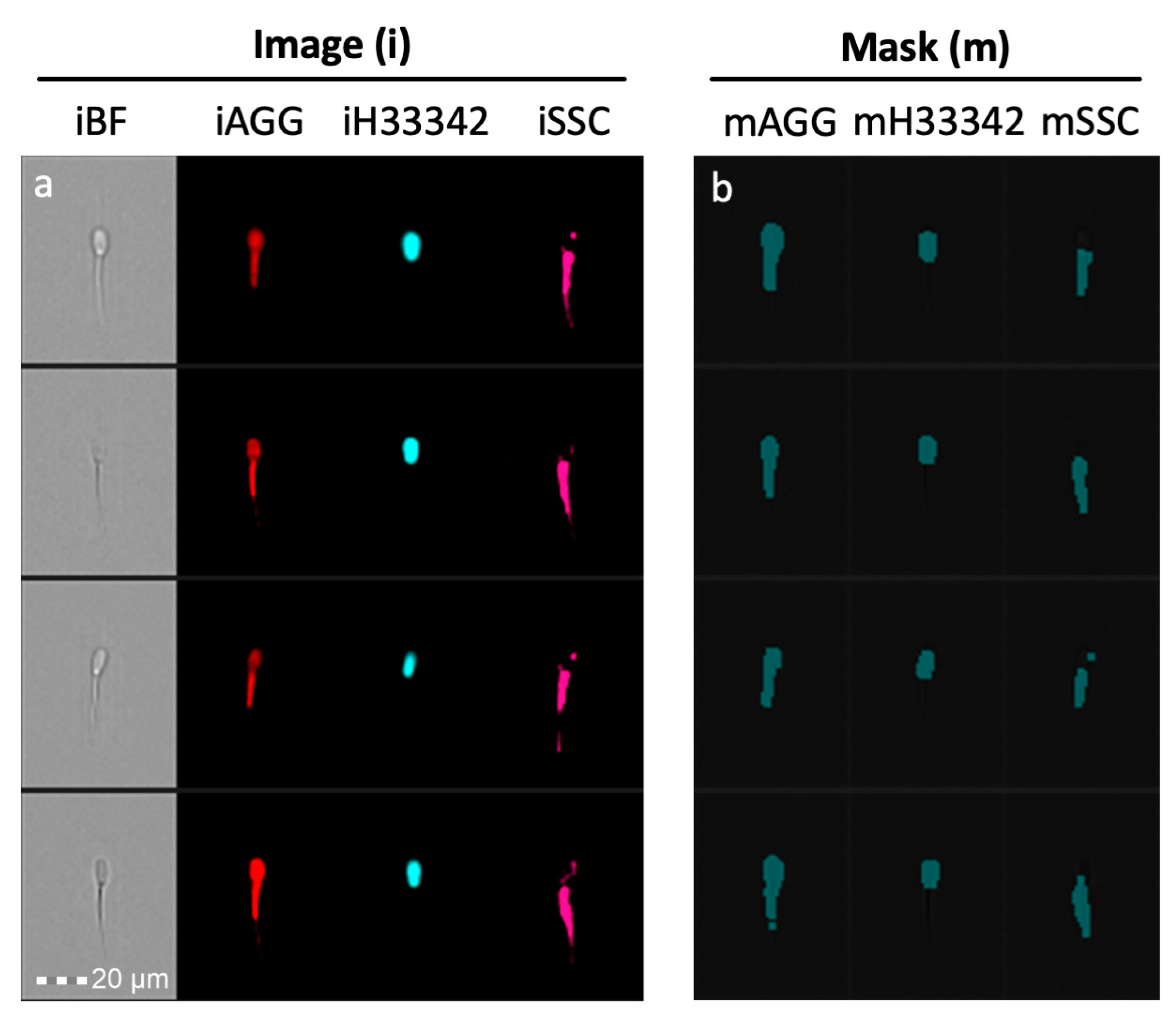 Antioxidants 09 01033 g002