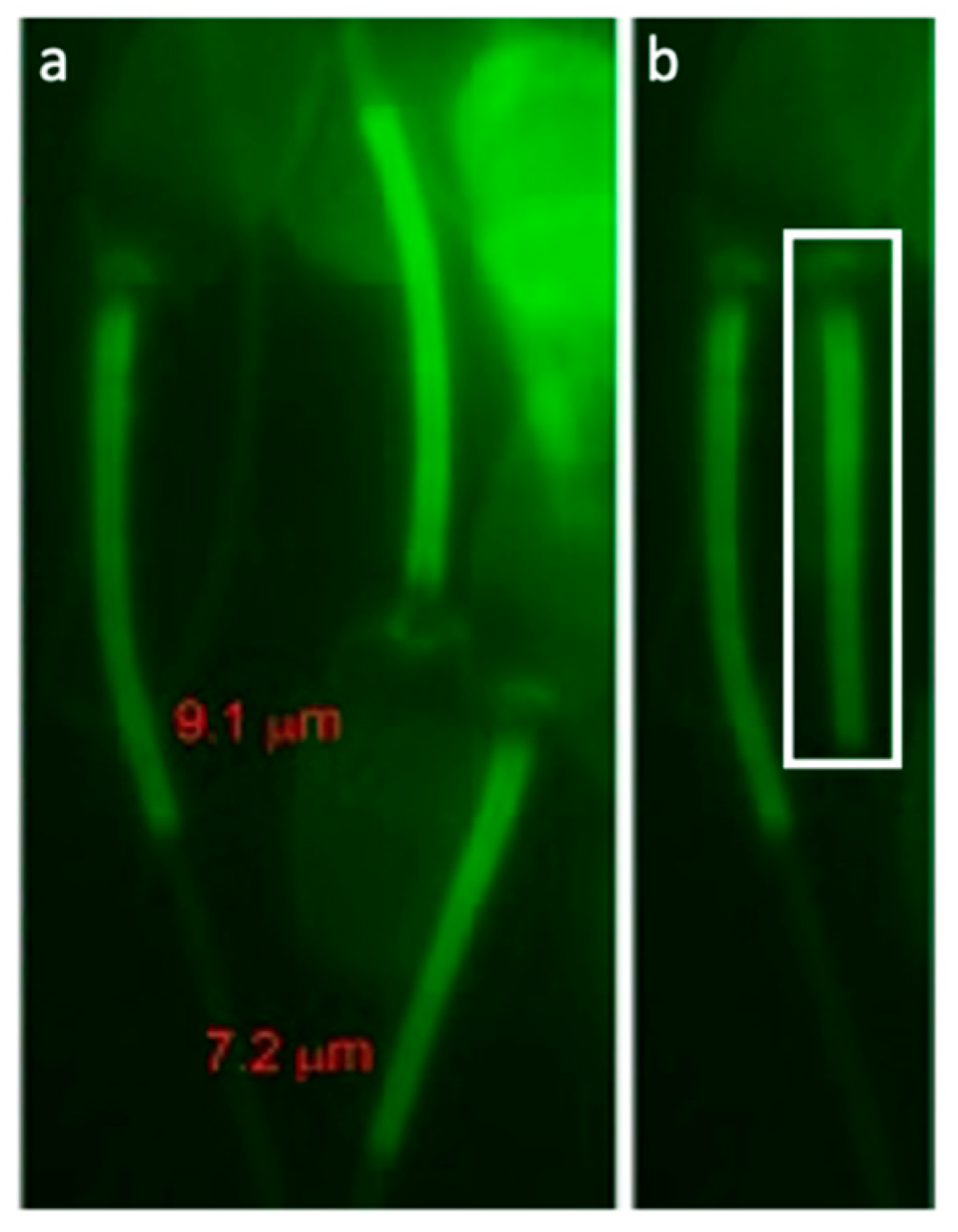 Antioxidants 09 01033 g004