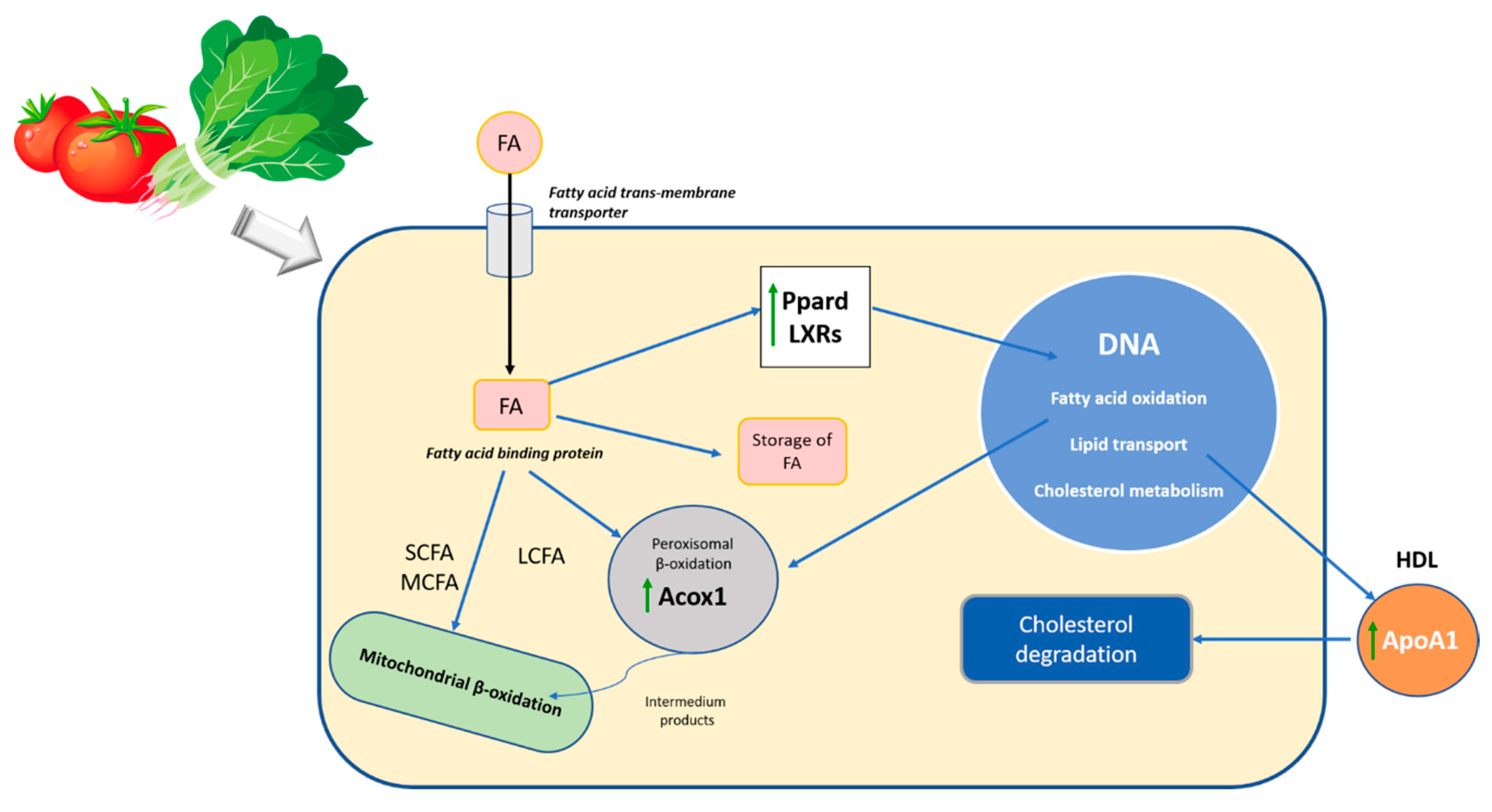 Antioxidants 09 01041 g003