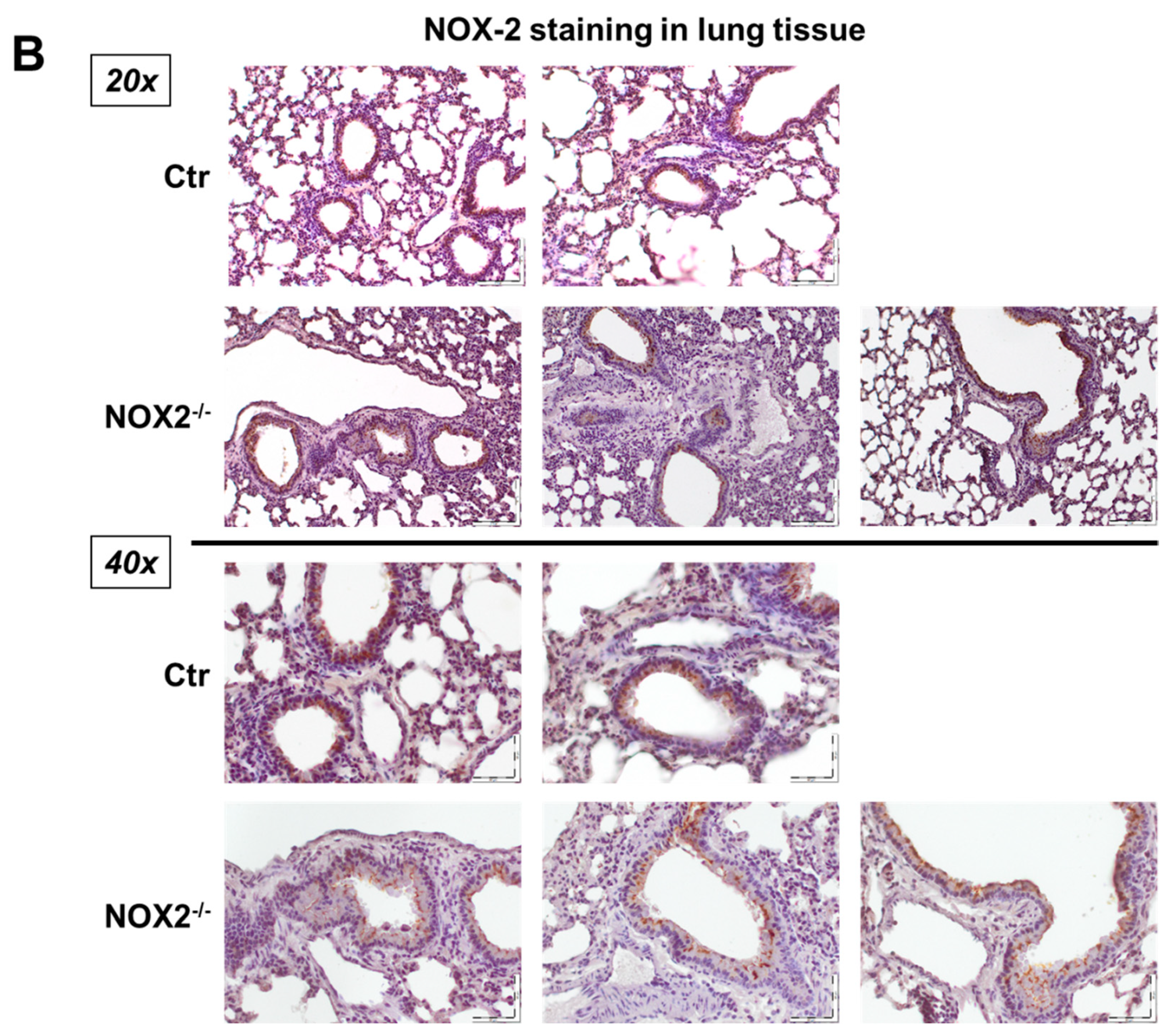 Antioxidants 09 01043 g002b