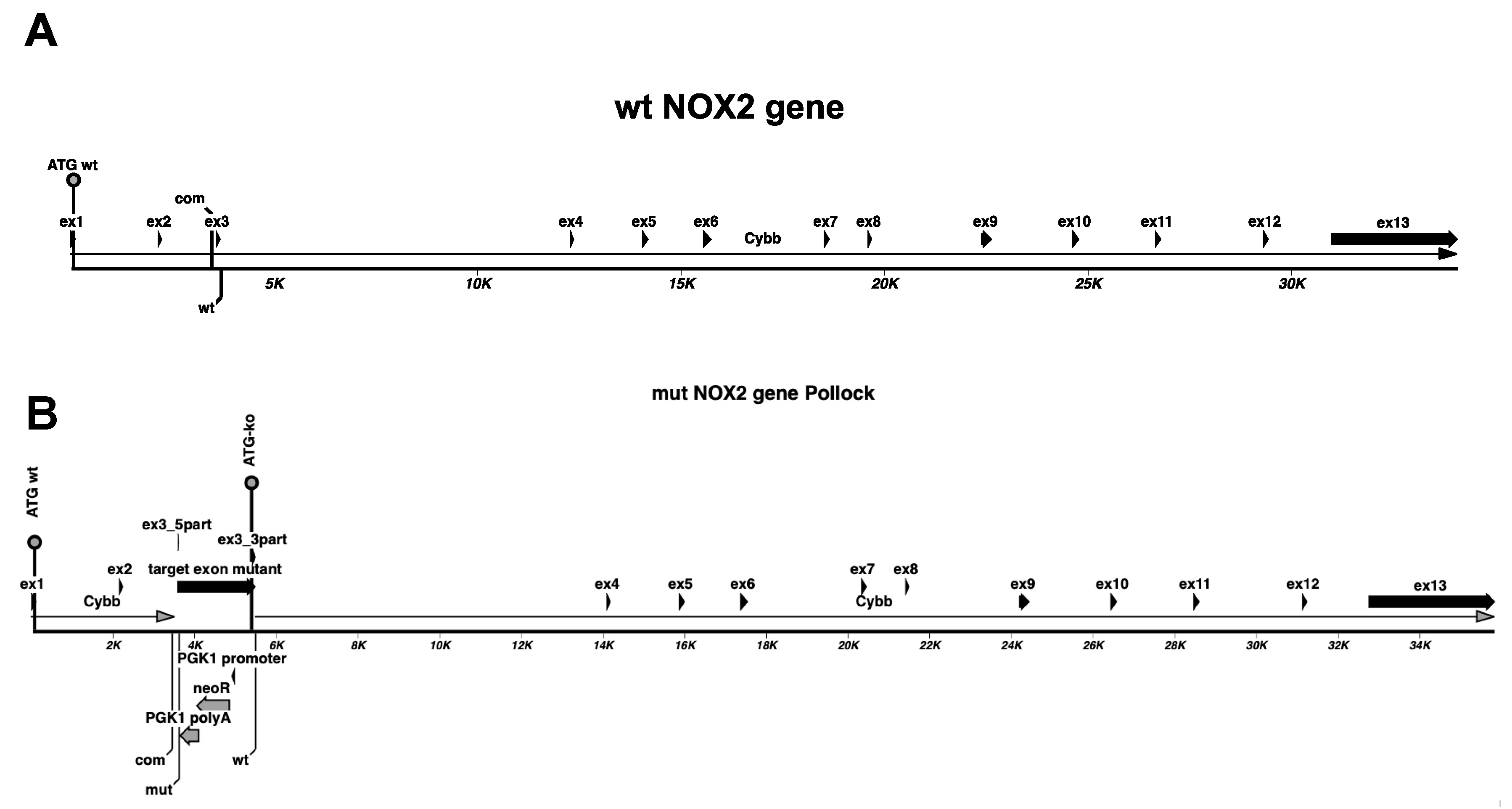 Antioxidants 09 01043 g004