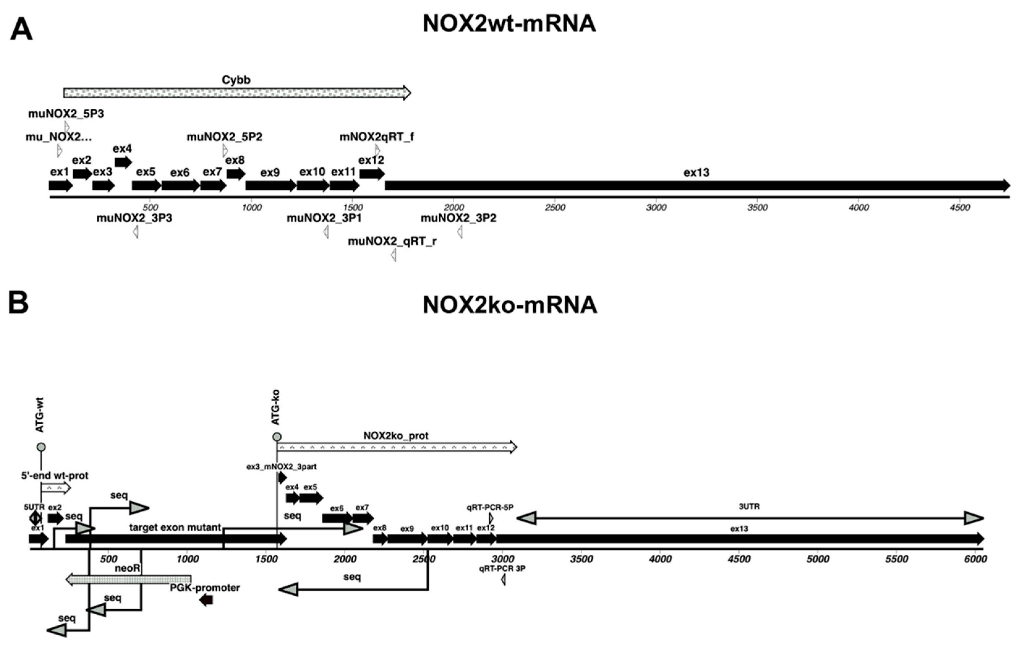 Antioxidants 09 01043 g005