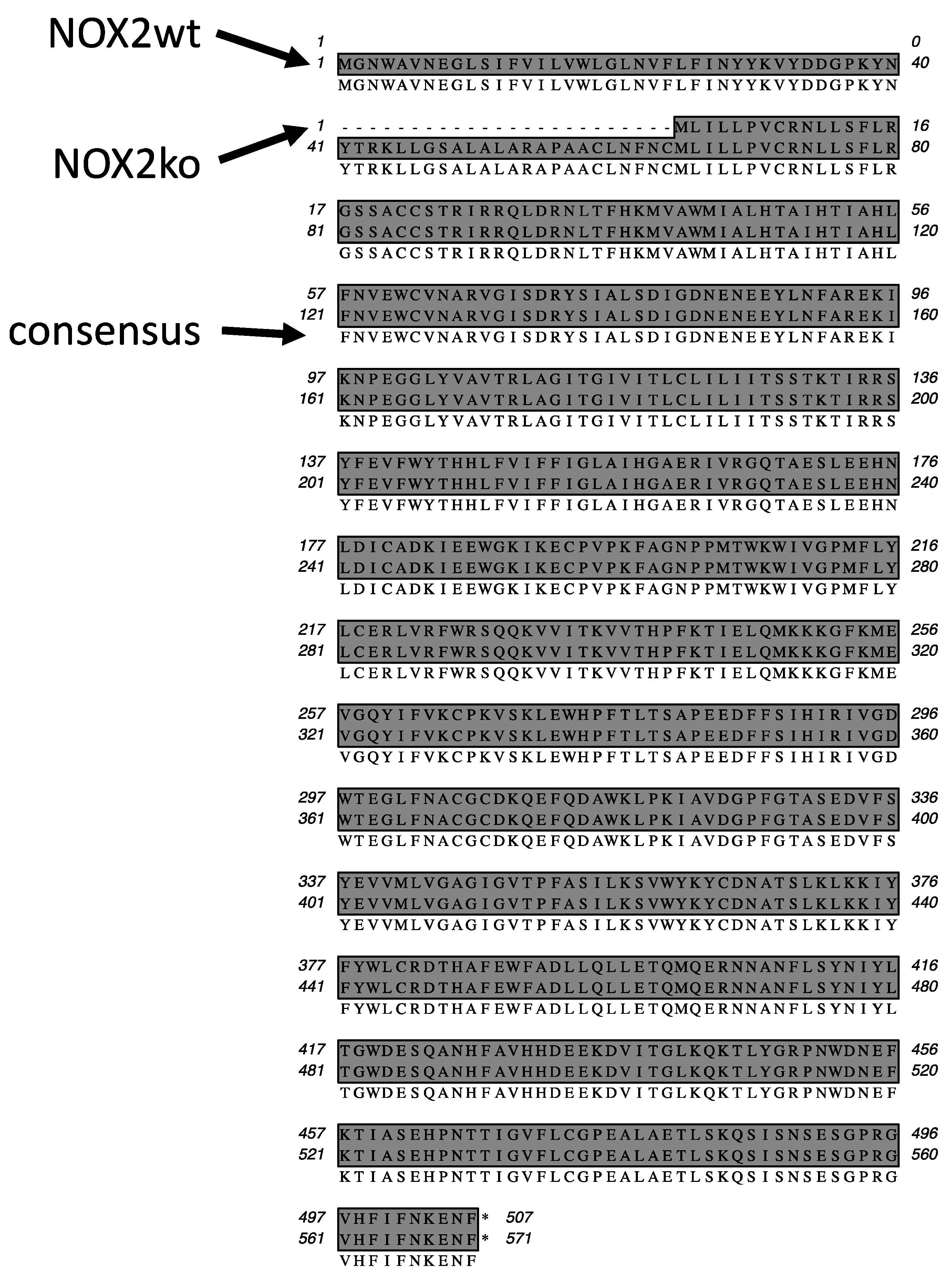 Antioxidants 09 01043 g006