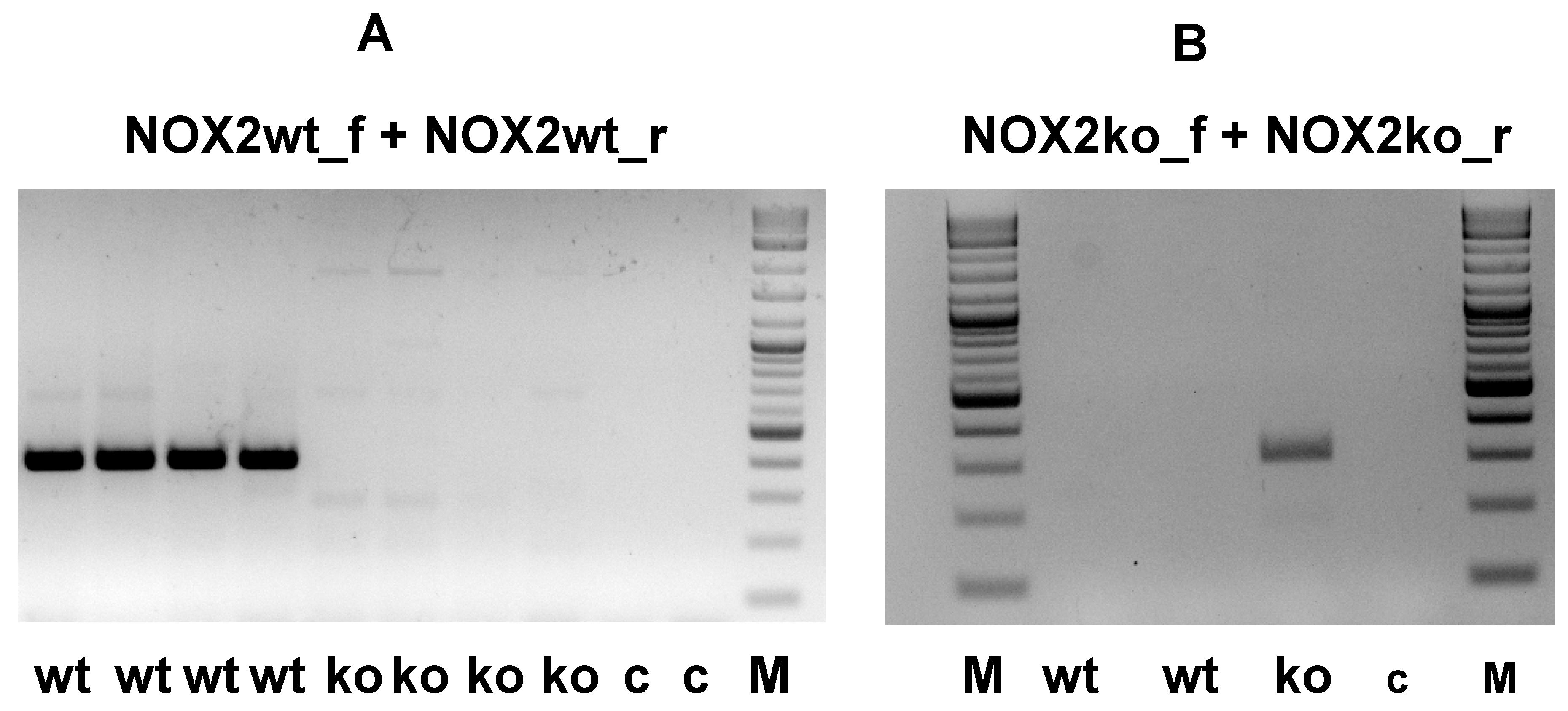 Antioxidants 09 01043 g007