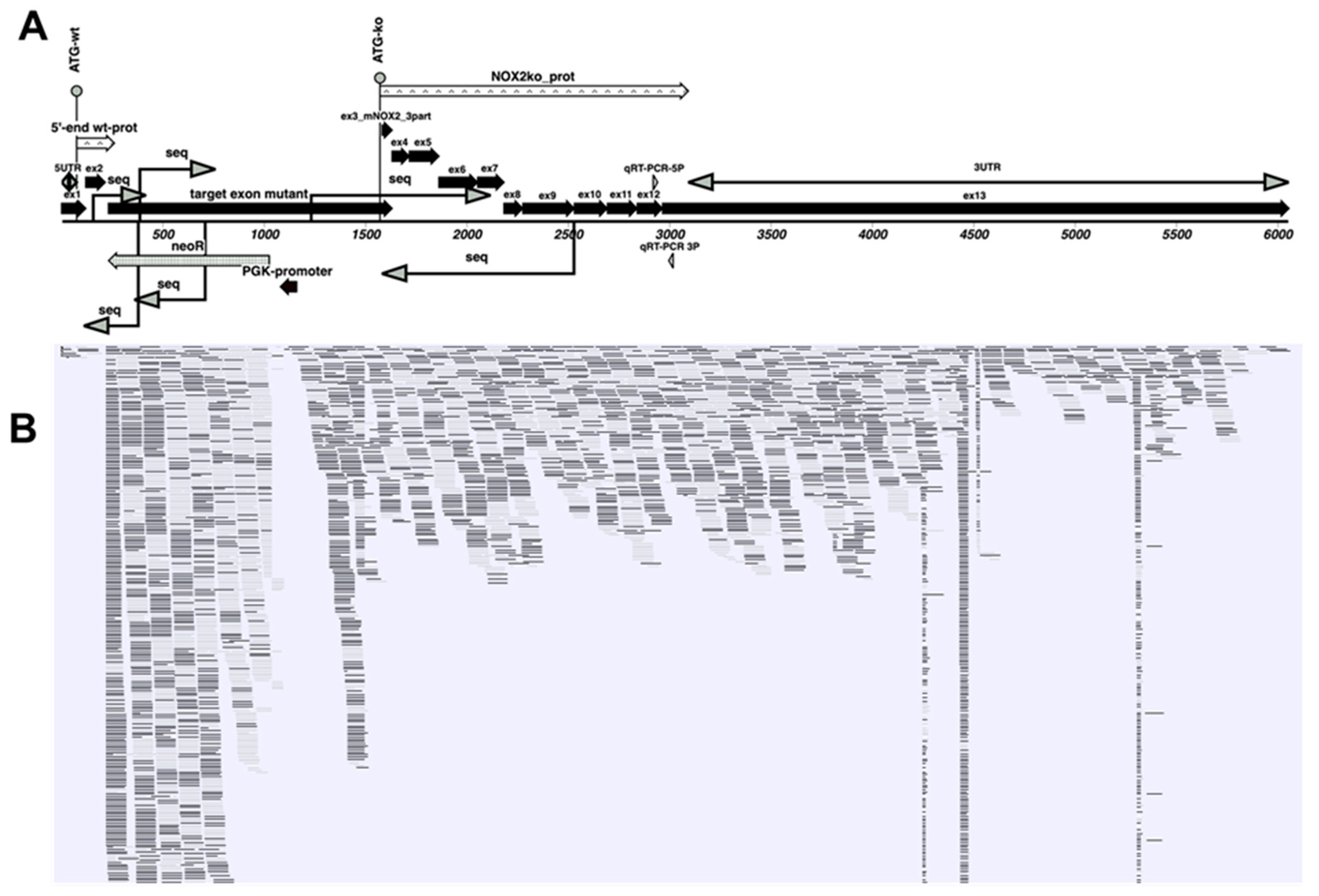 Antioxidants 09 01043 g008