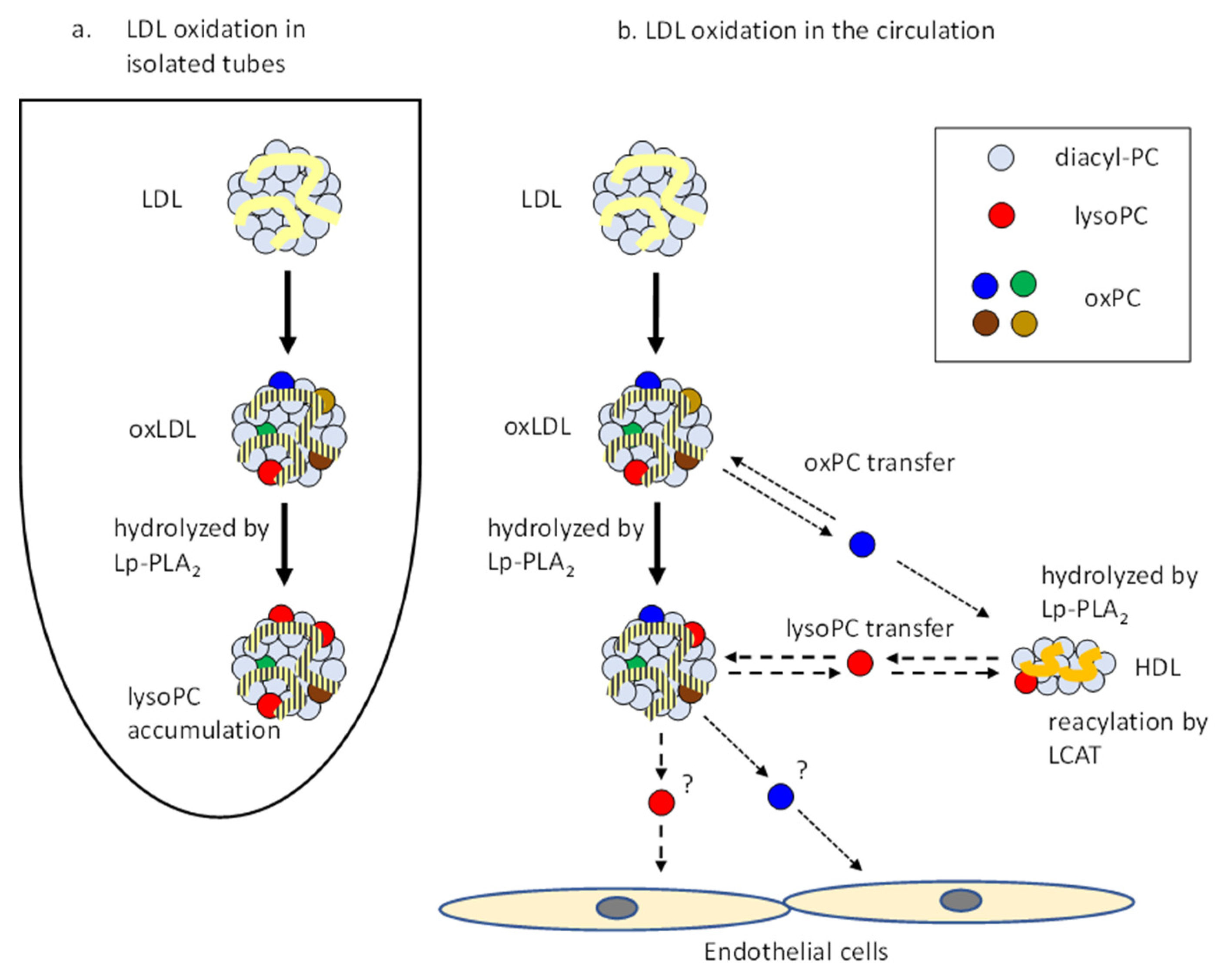 Antioxidants 09 01045 g005