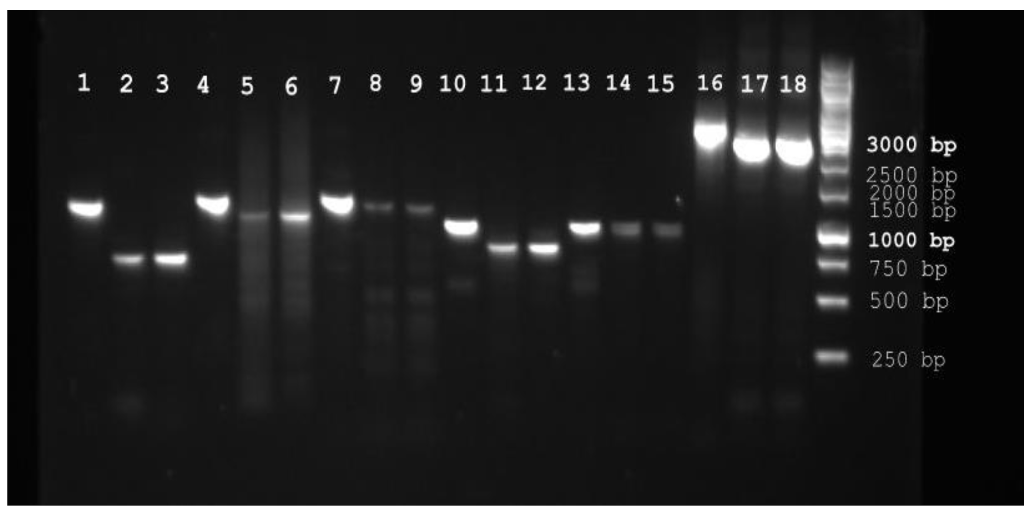 Antioxidants 09 01047 g001 Antioxidants 09 01047 g001