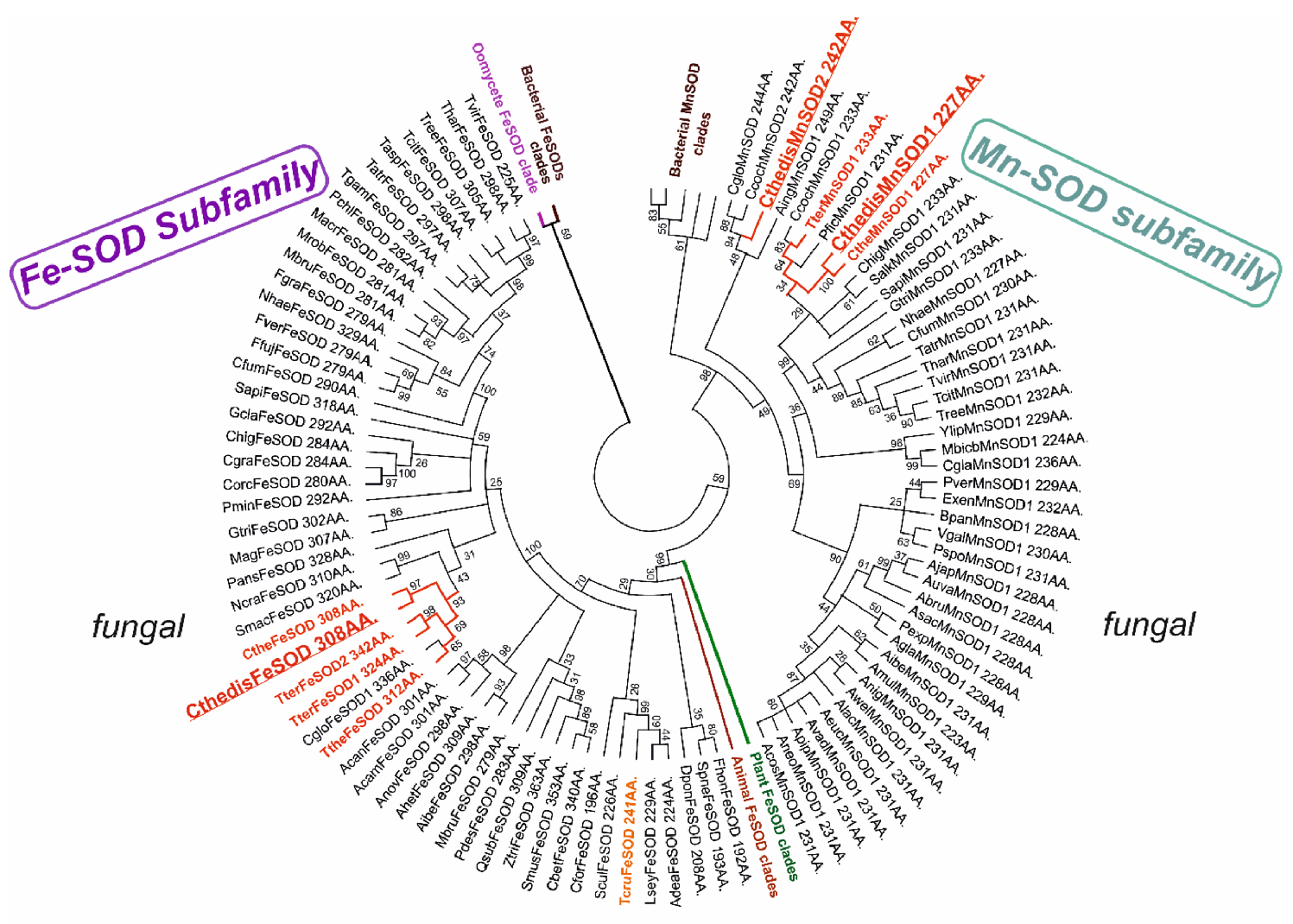 Antioxidants 09 01047 g004 Antioxidants 09 01047 g004