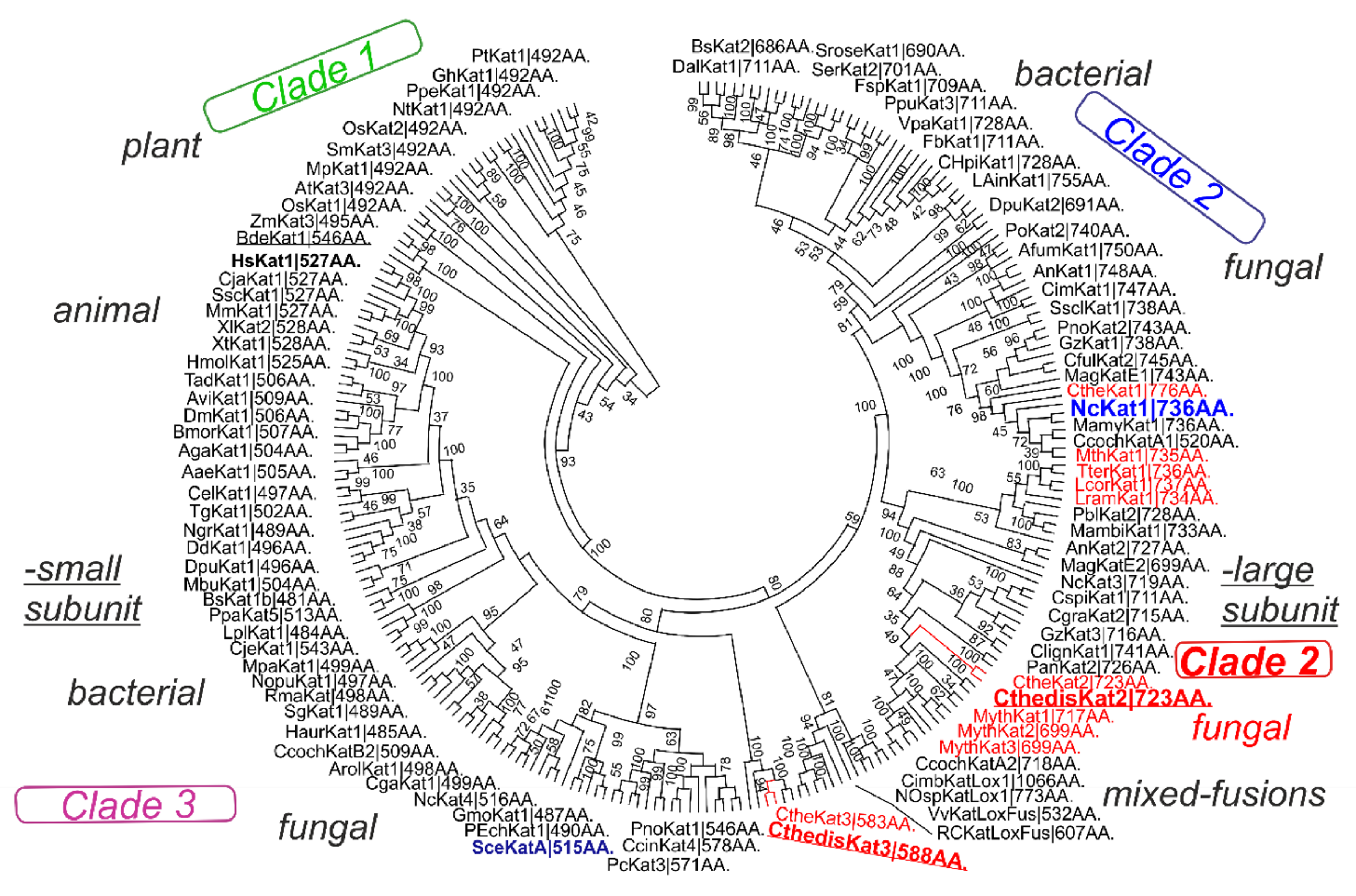 Antioxidants 09 01047 g006 Antioxidants 09 01047 g006
