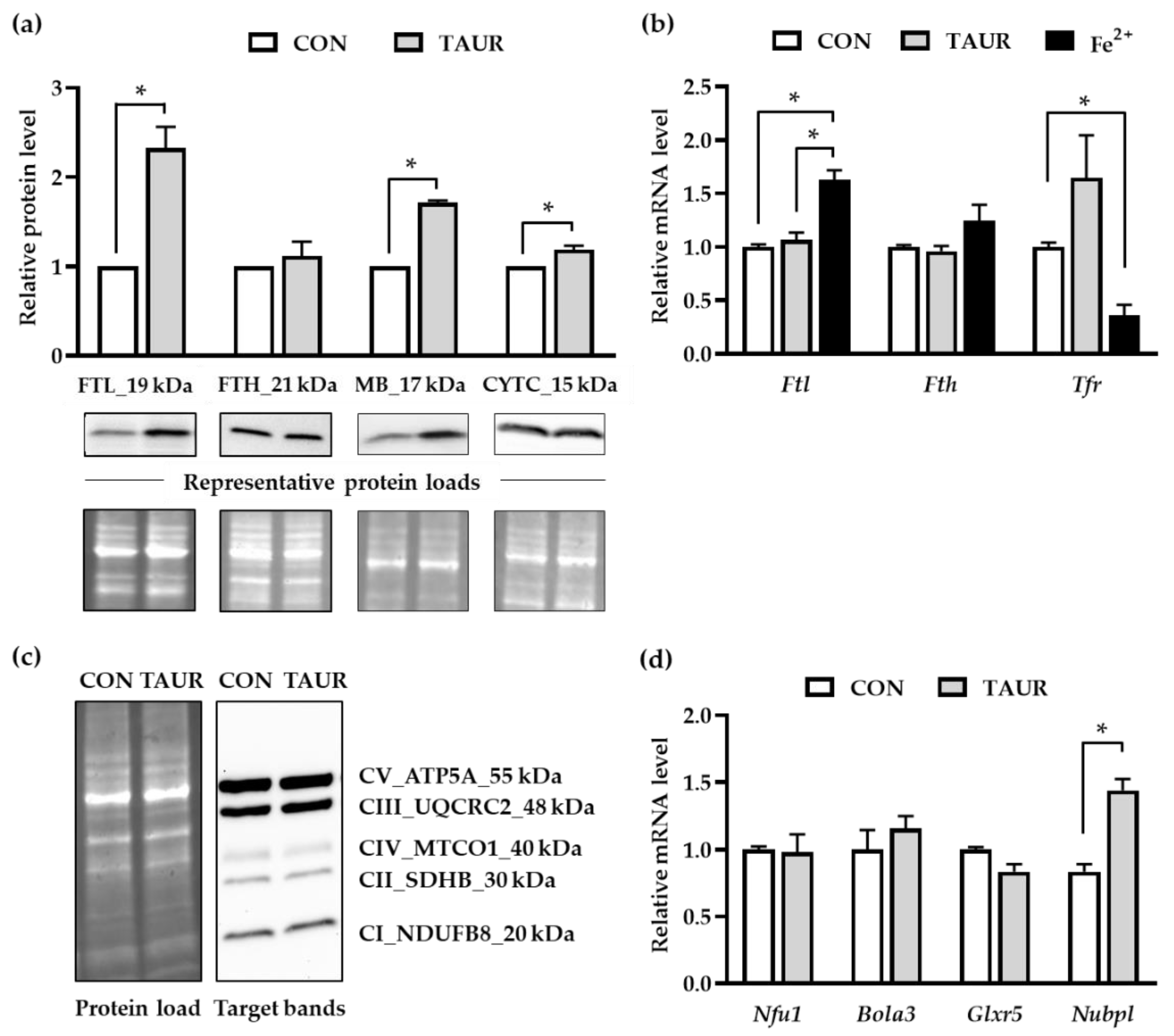 Antioxidants 09 01071 g003