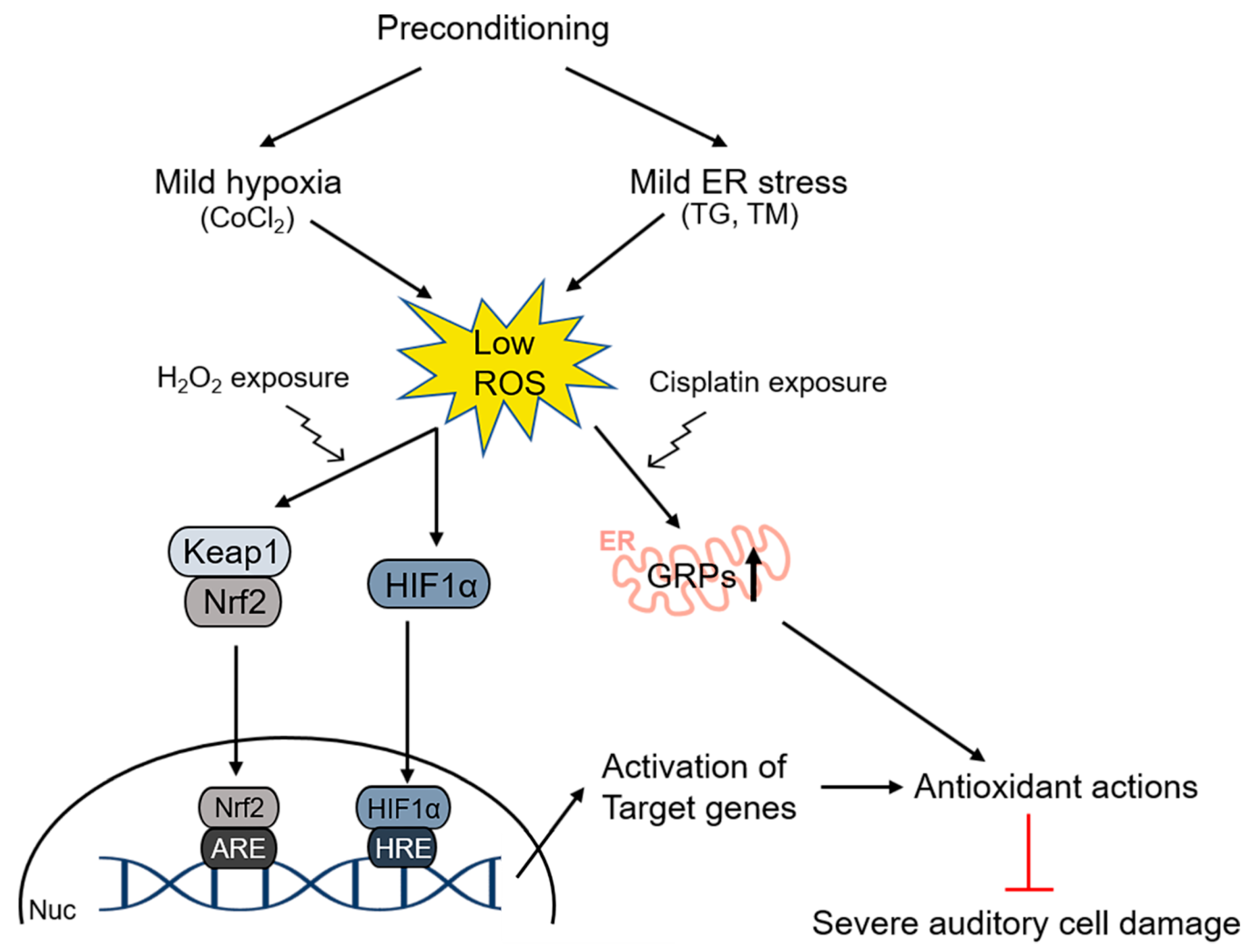 Antioxidants 09 01076 g002