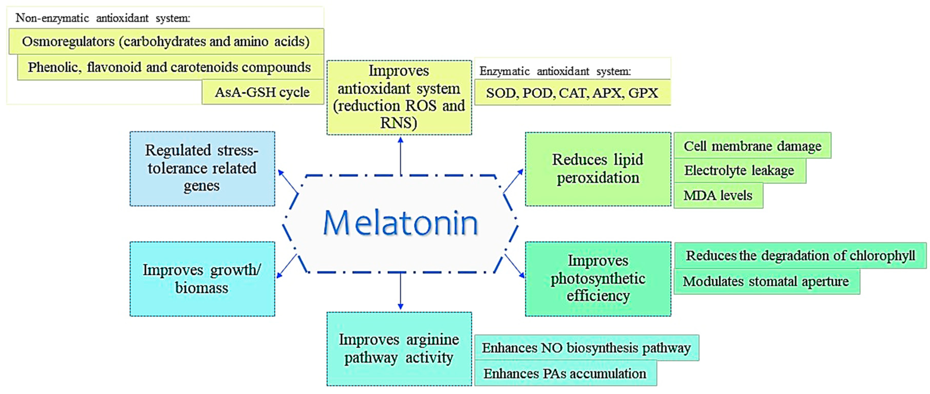 Antioxidants 09 01078 g005