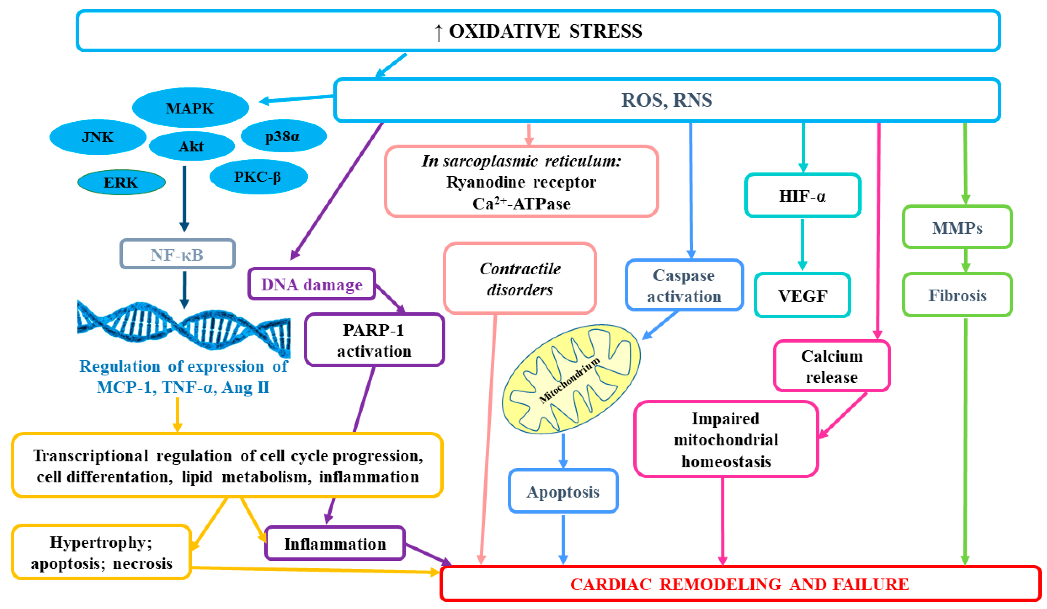 Antioxidants 09 01079 g001