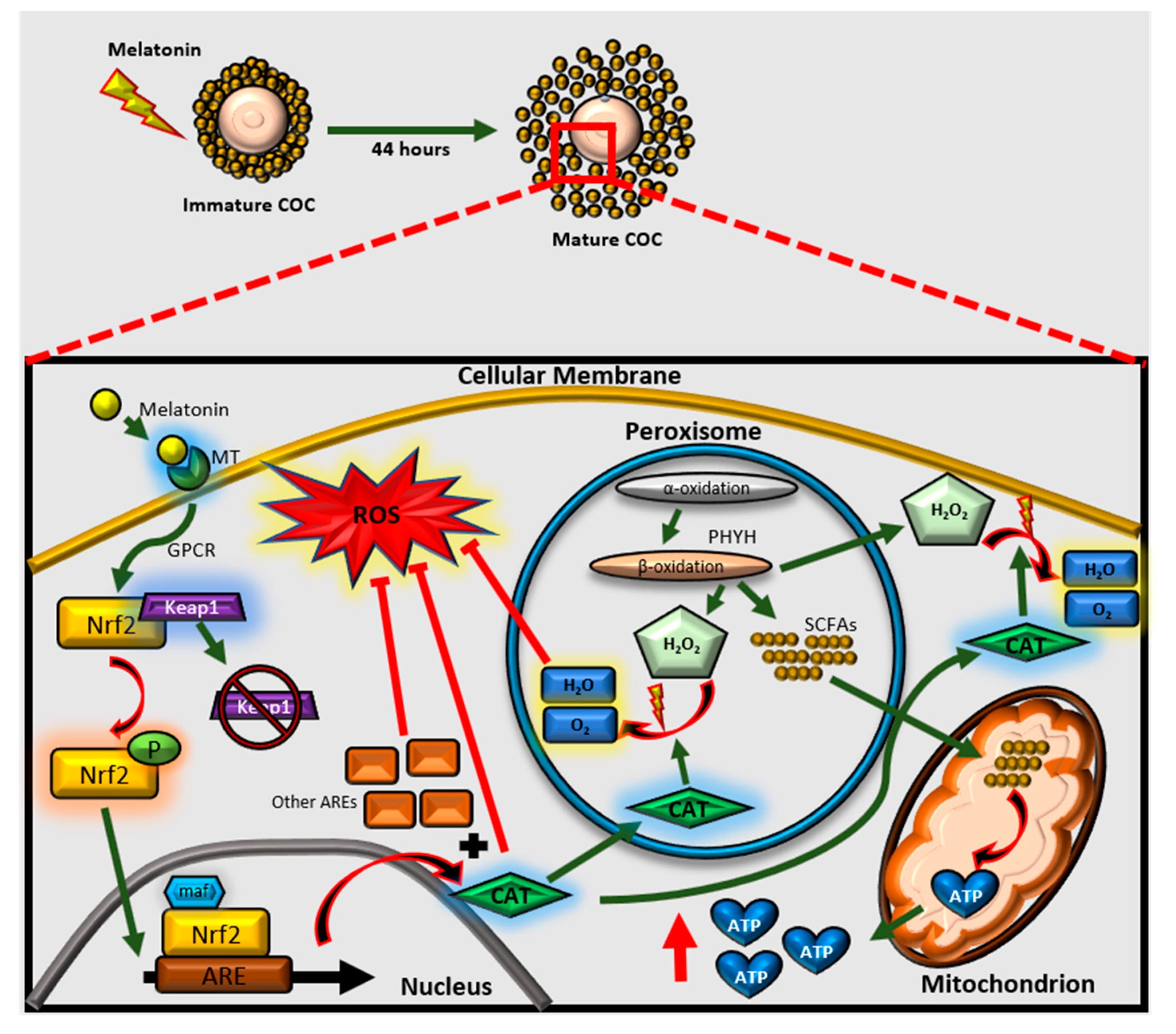 Antioxidants 09 01080 g008