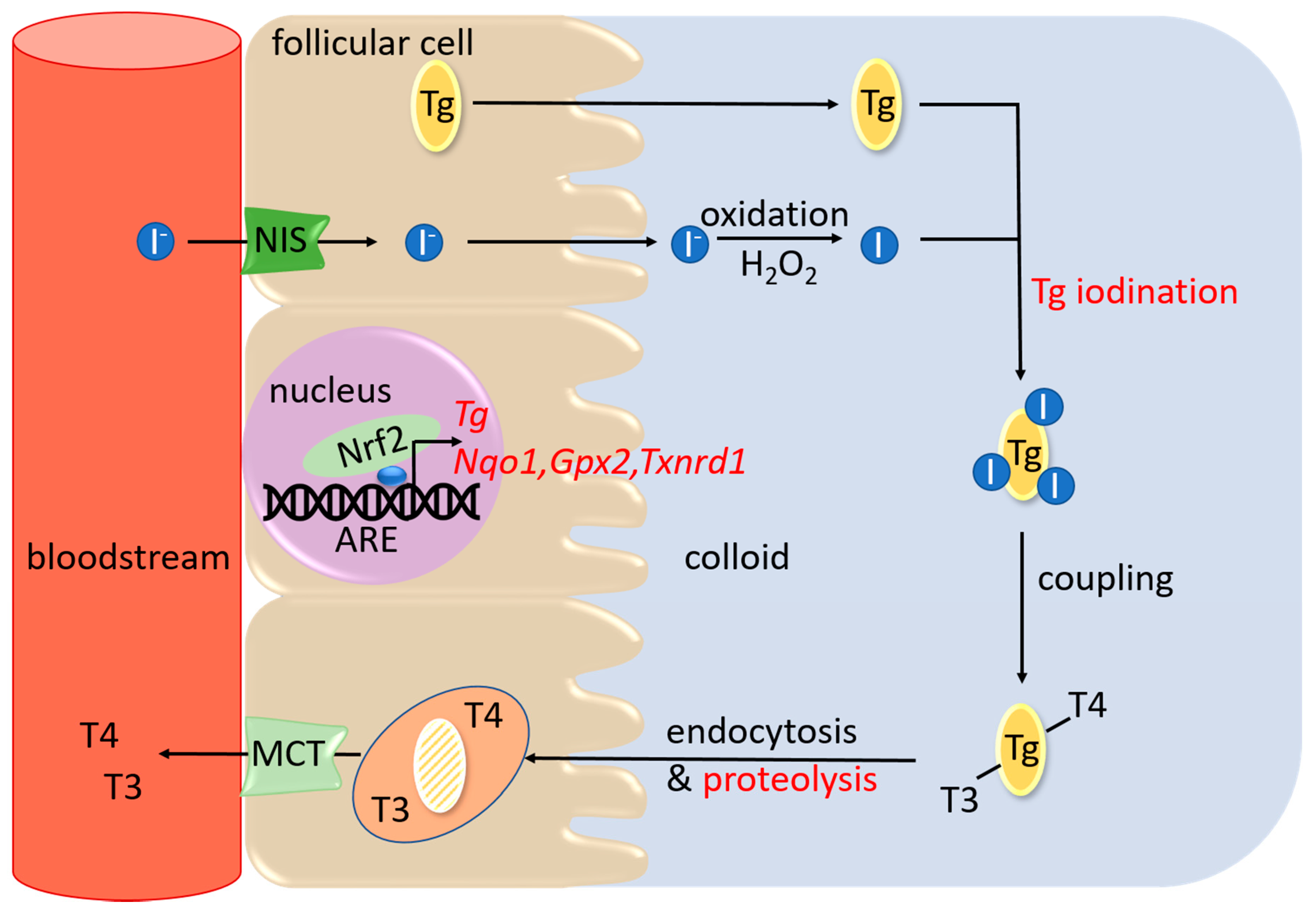 Antioxidants 09 01082 g001