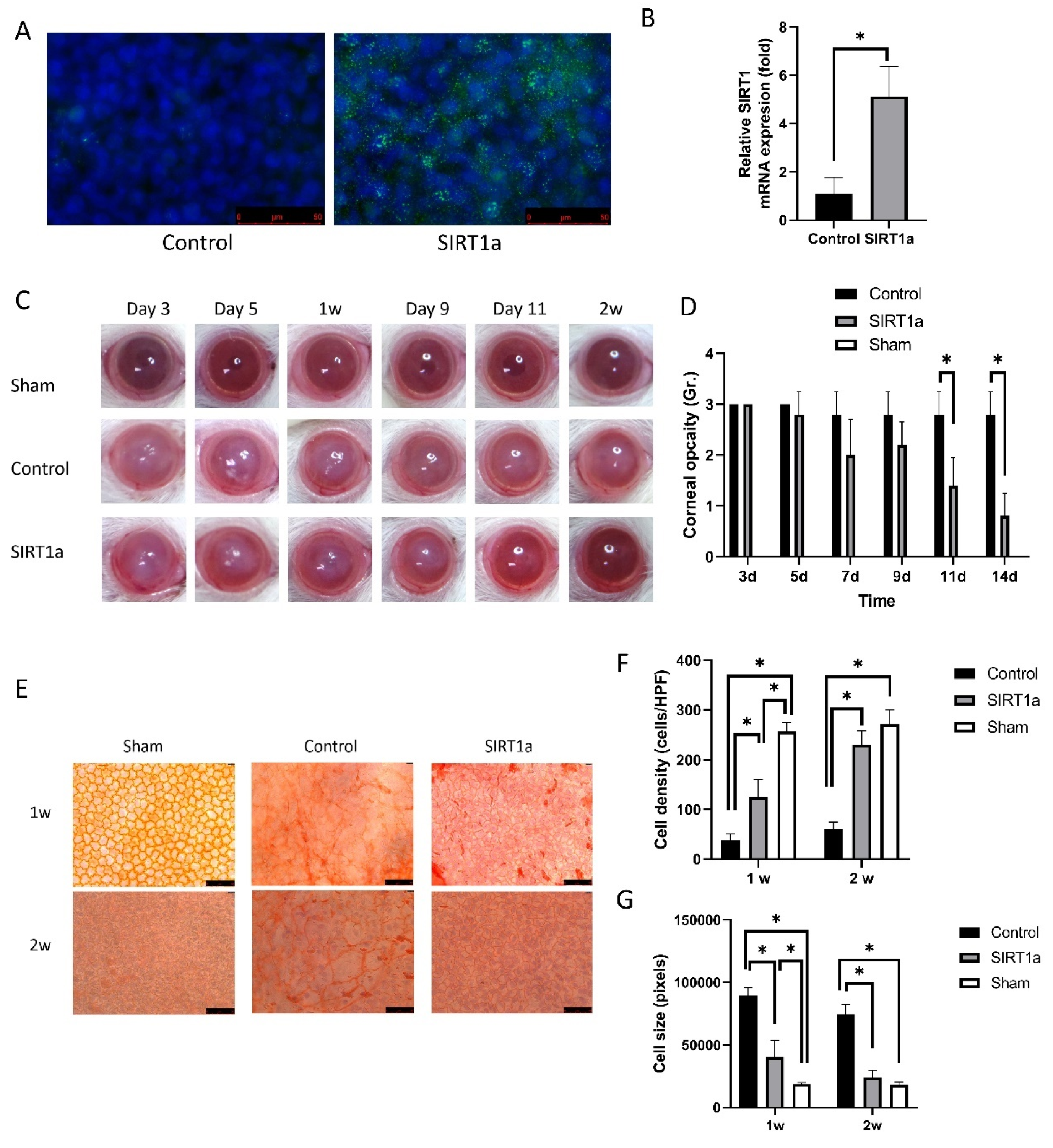 Antioxidants 09 01085 g003 Antioxidants 09 01085 g003