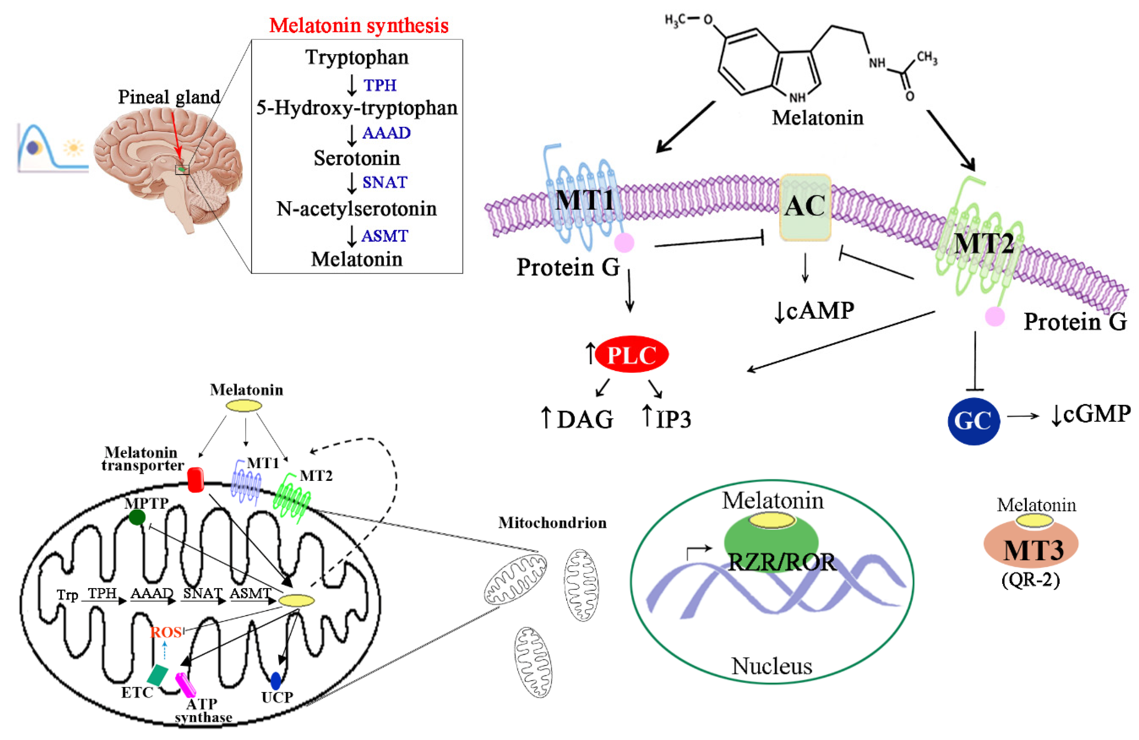 Antioxidants 09 01088 g001