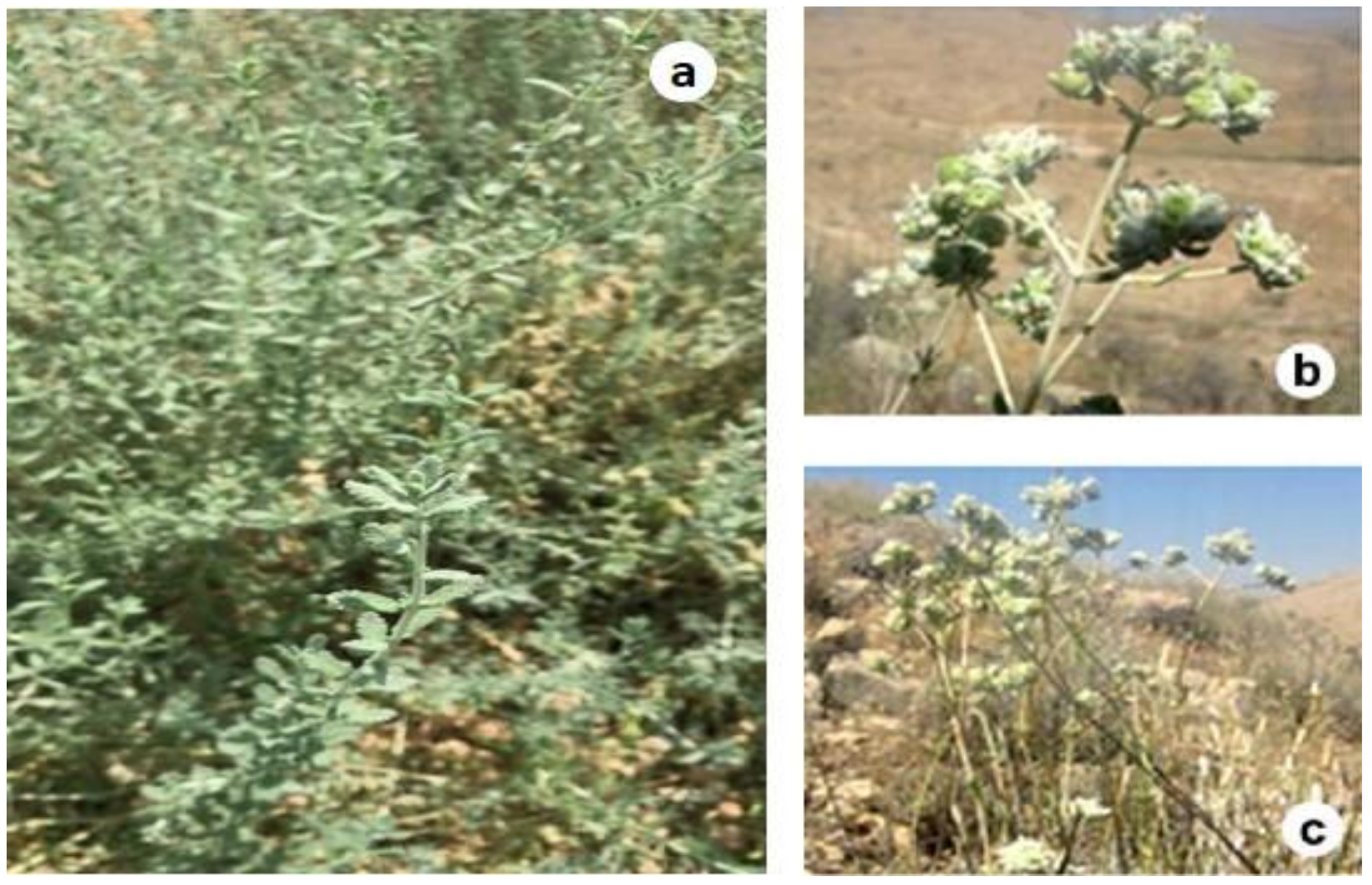 Antioxidants 09 01089 g001