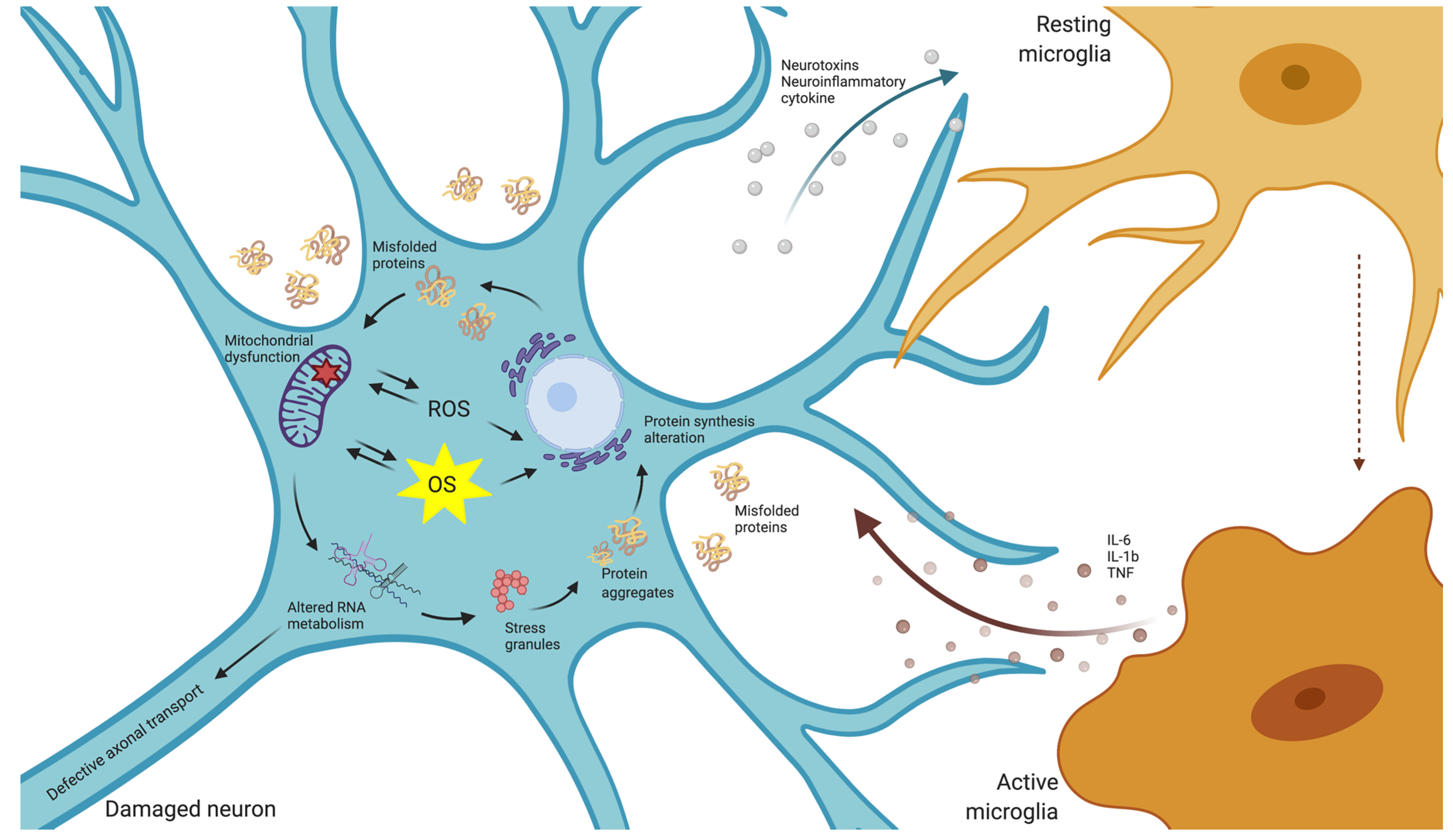 Antioxidants 09 01095 g001