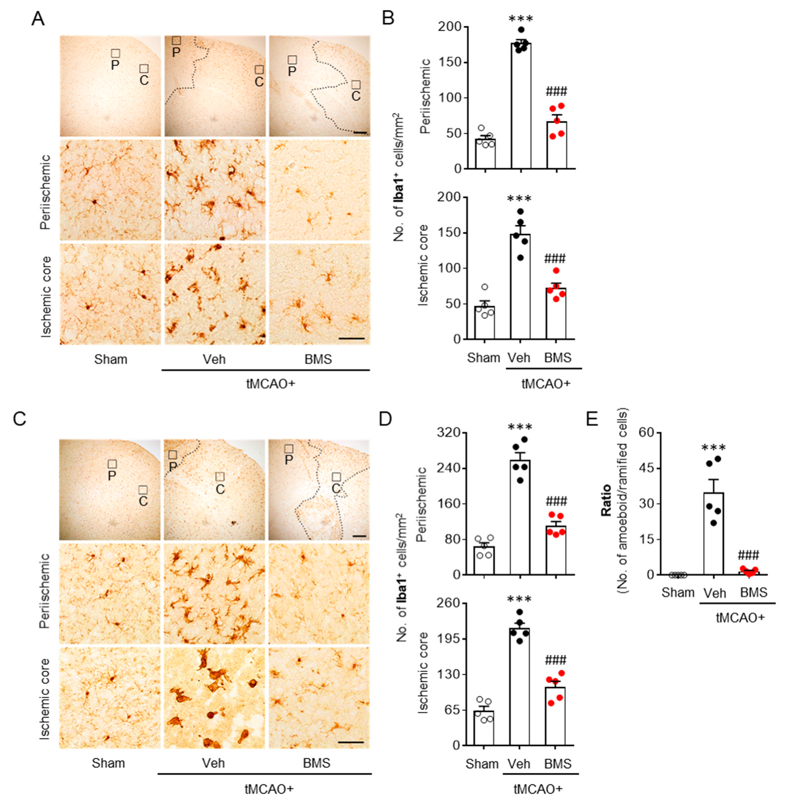 Antioxidants 09 01097 g002