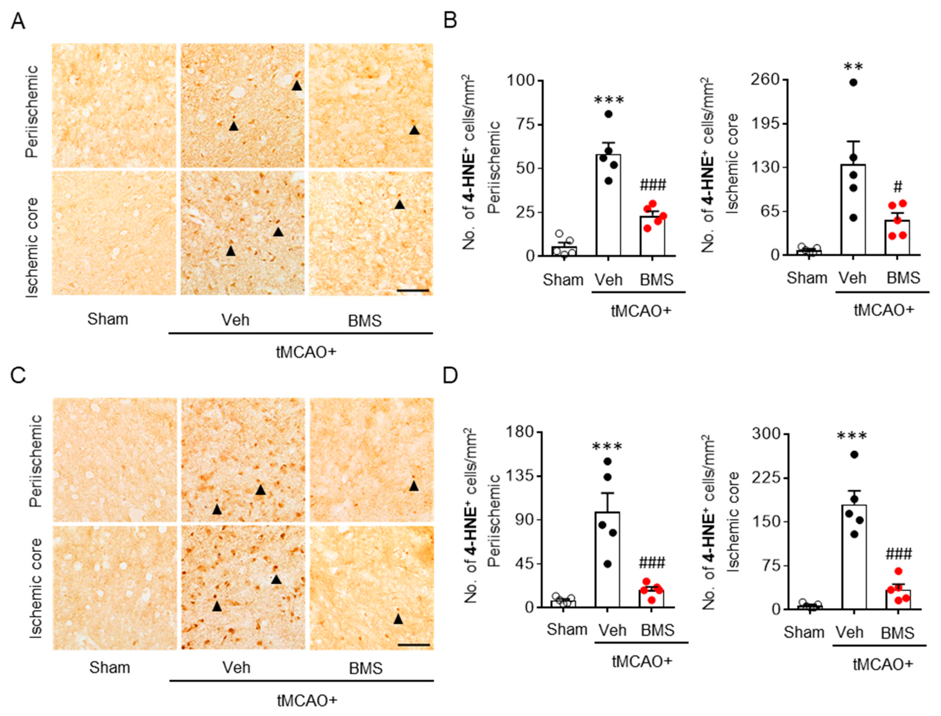 Antioxidants 09 01097 g003