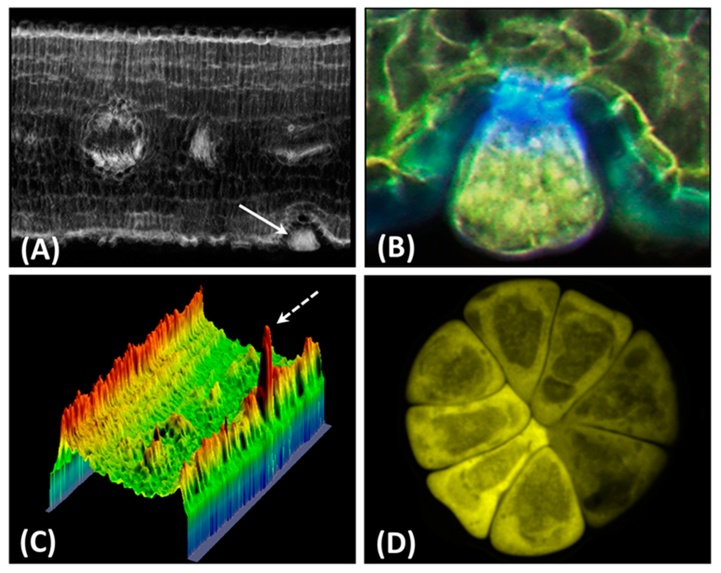 Antioxidants 09 01098 g001