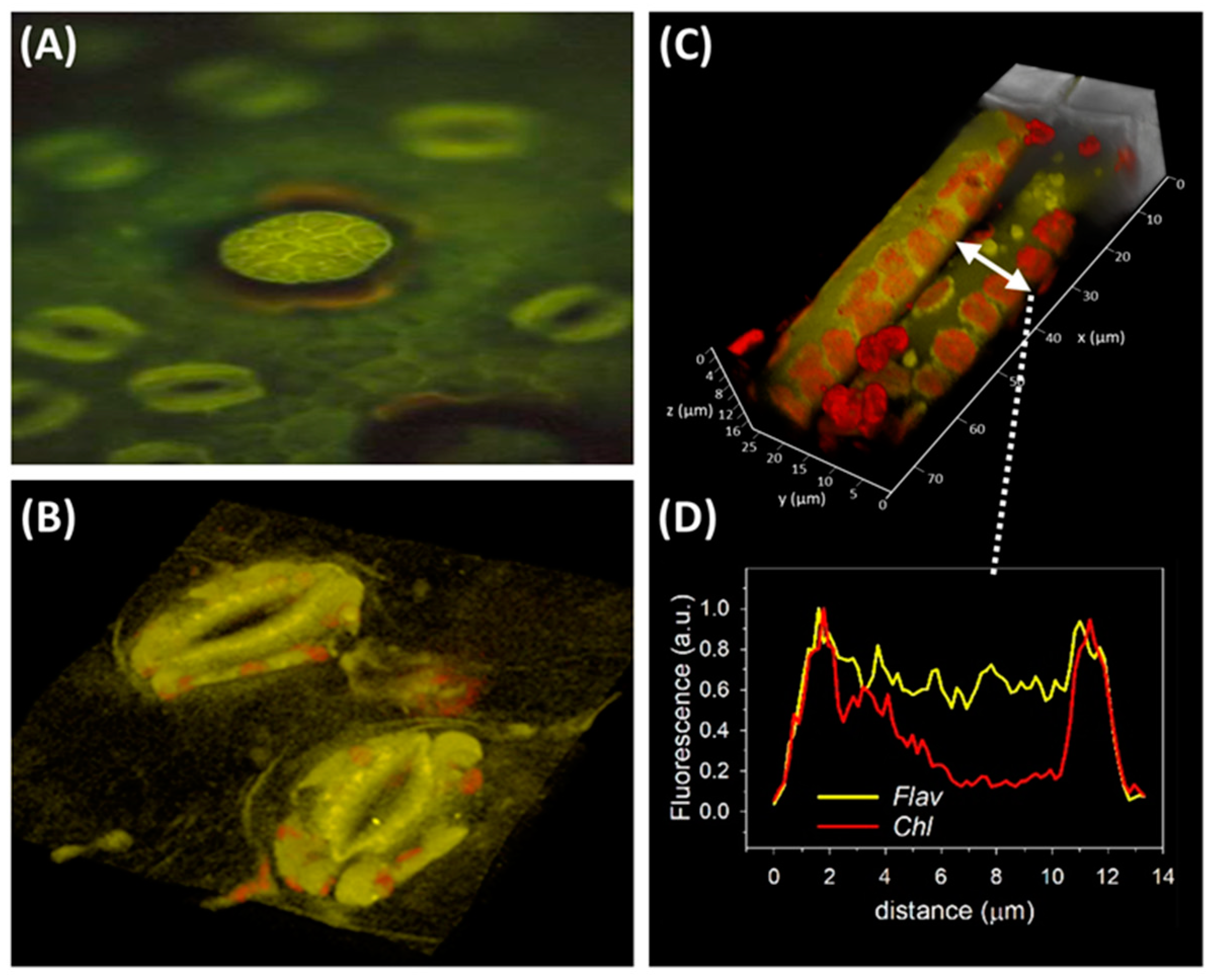 Antioxidants 09 01098 g004