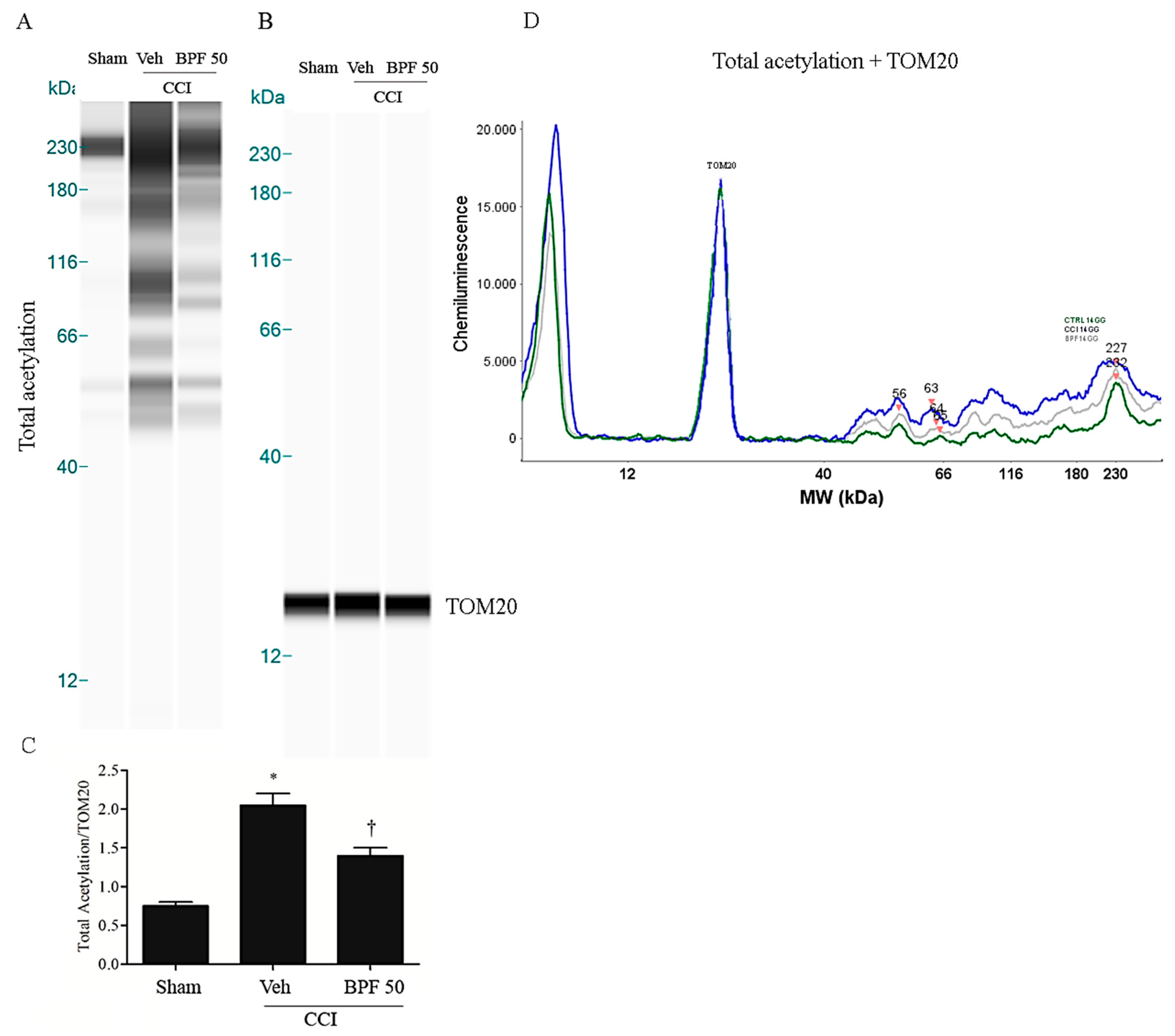 Antioxidants 09 01103 g008