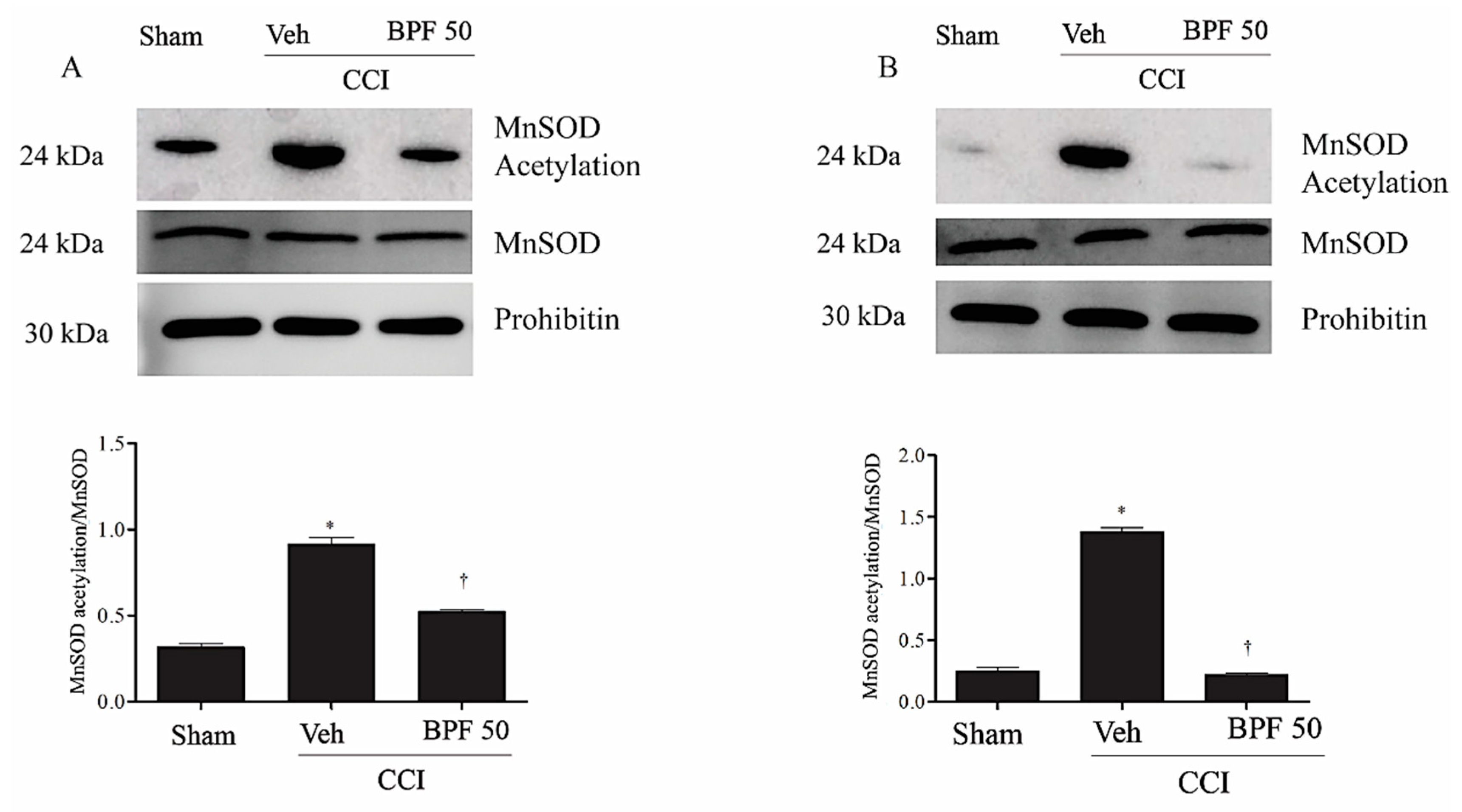 Antioxidants 09 01103 g010