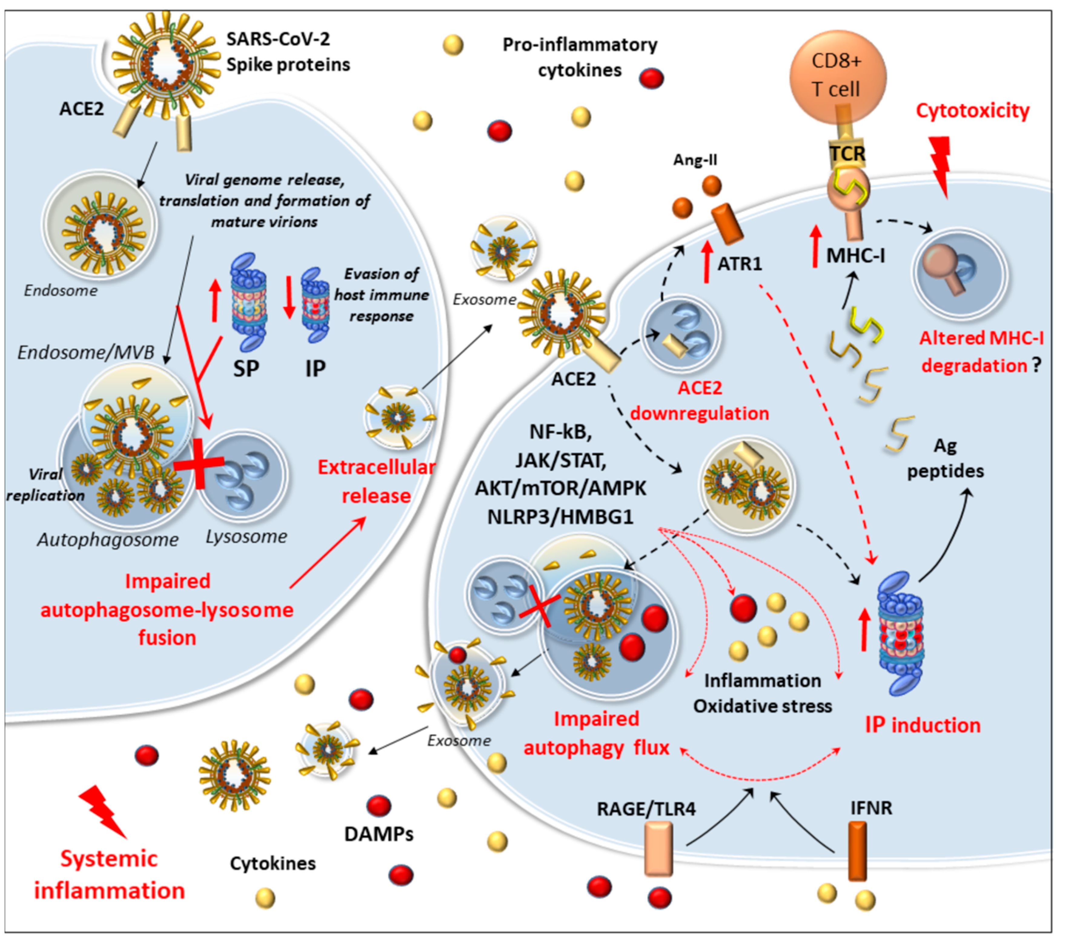 Antioxidants 09 01105 g005
