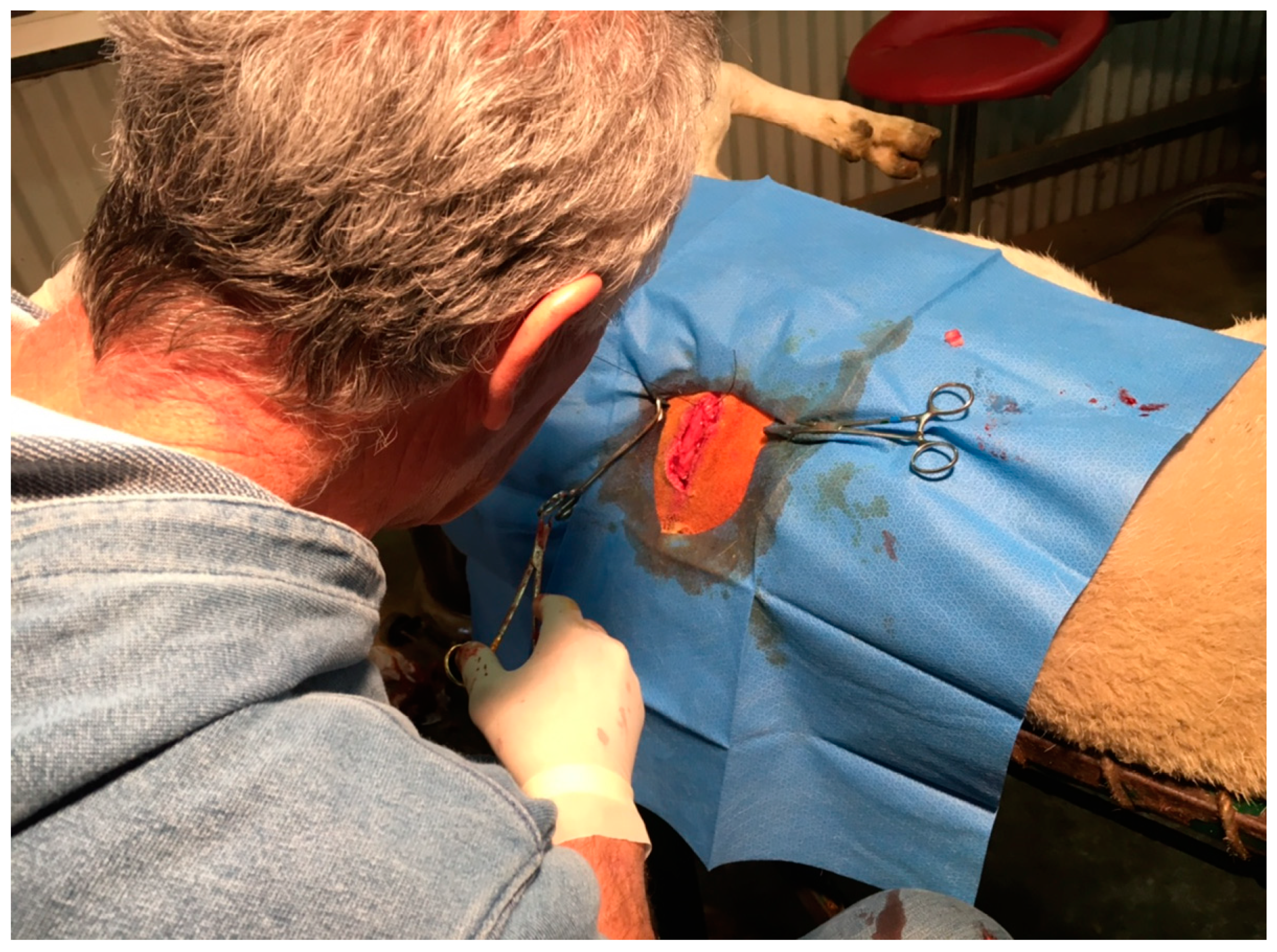 Antioxidants 09 01118 g002