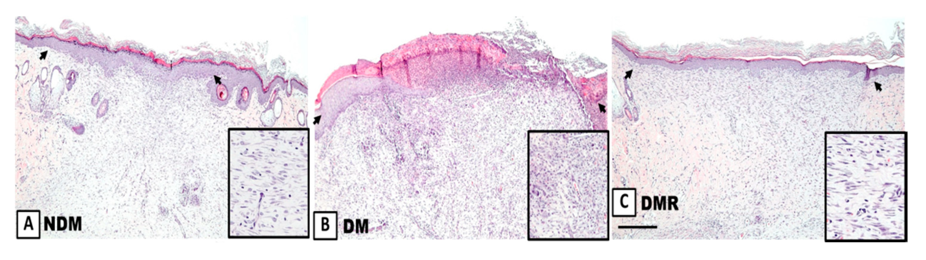 Antioxidants 09 01122 g004