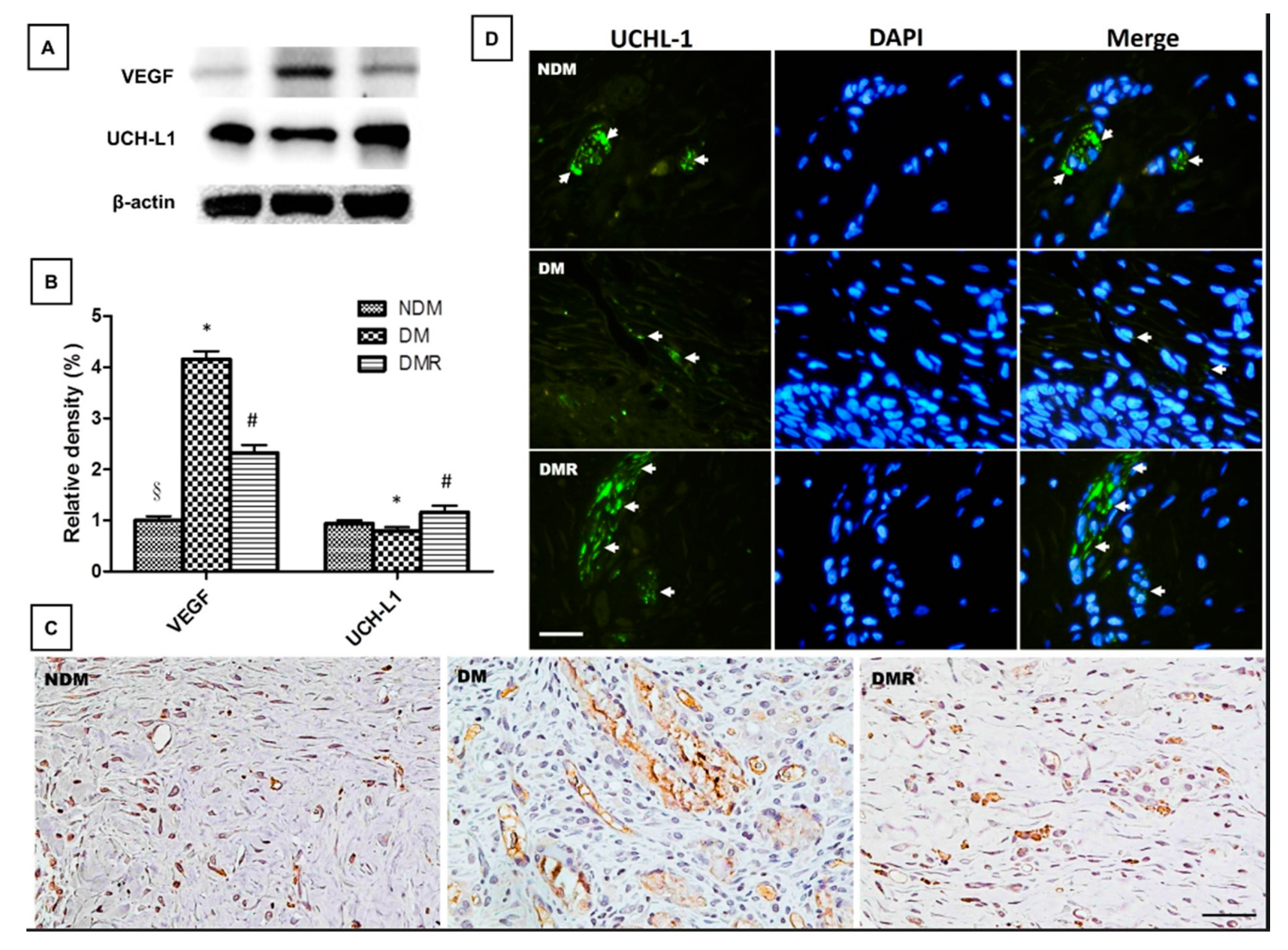 Antioxidants 09 01122 g008