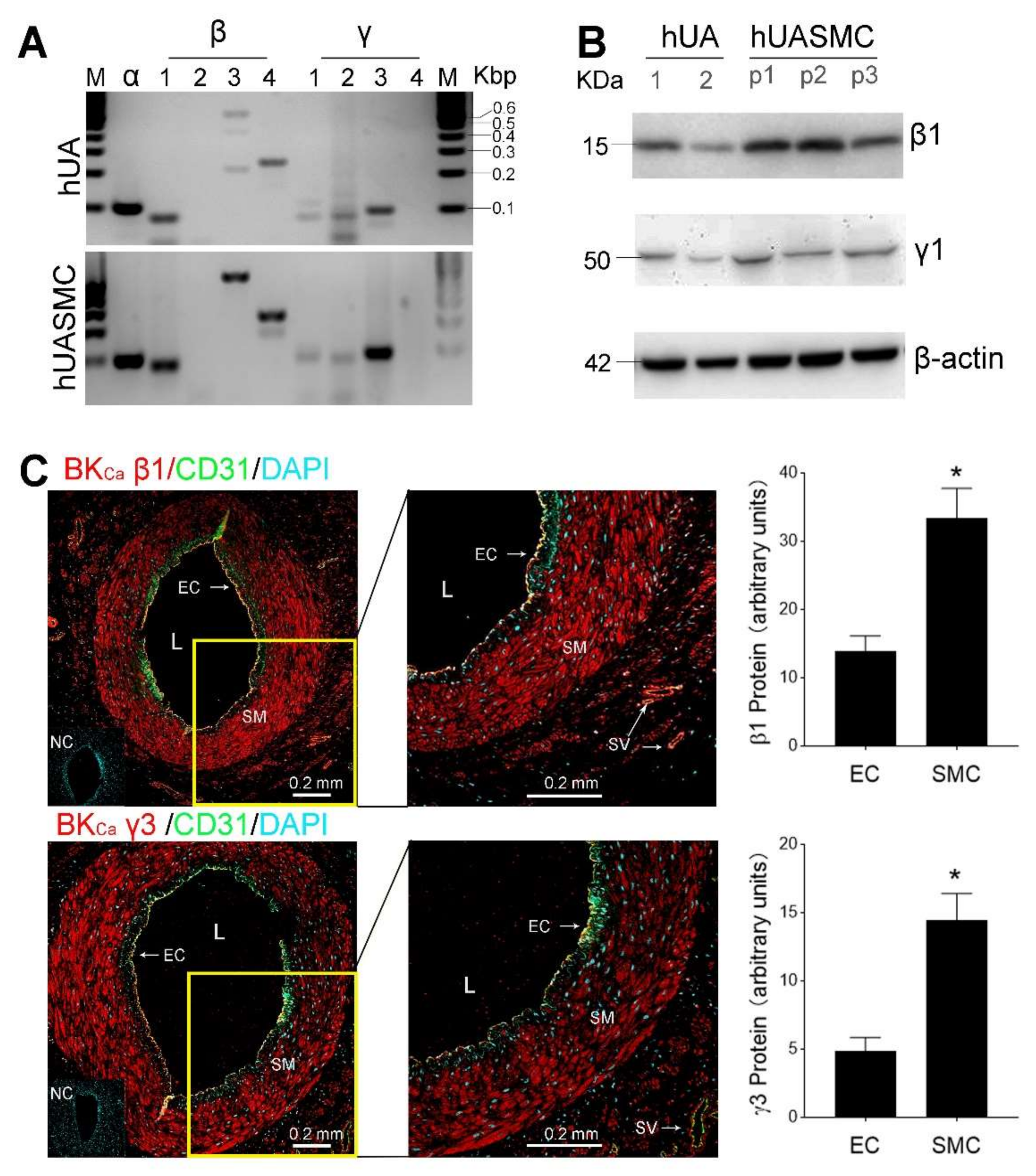 Antioxidants 09 01127 g001