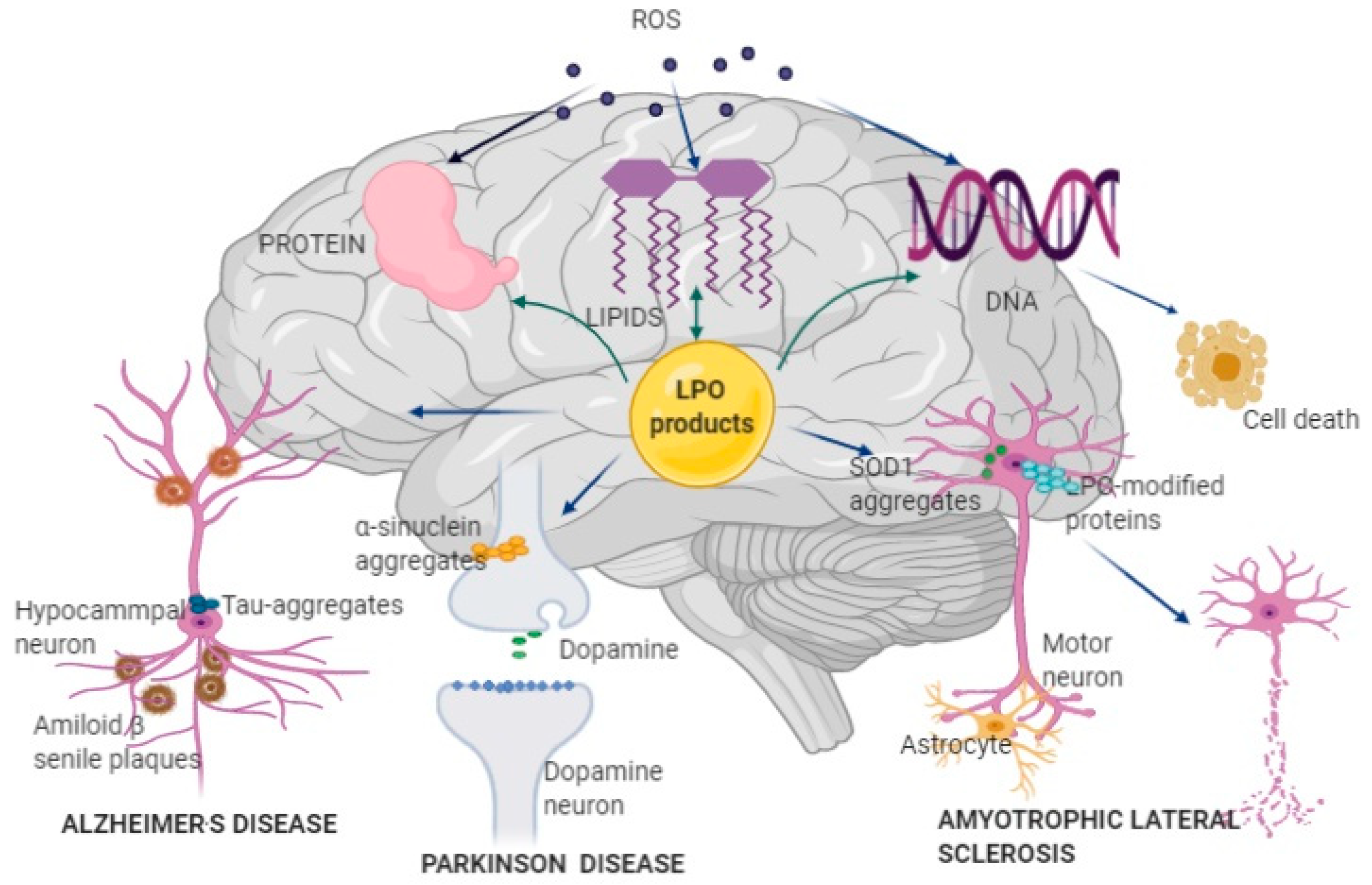 Antioxidants 09 01128 g001