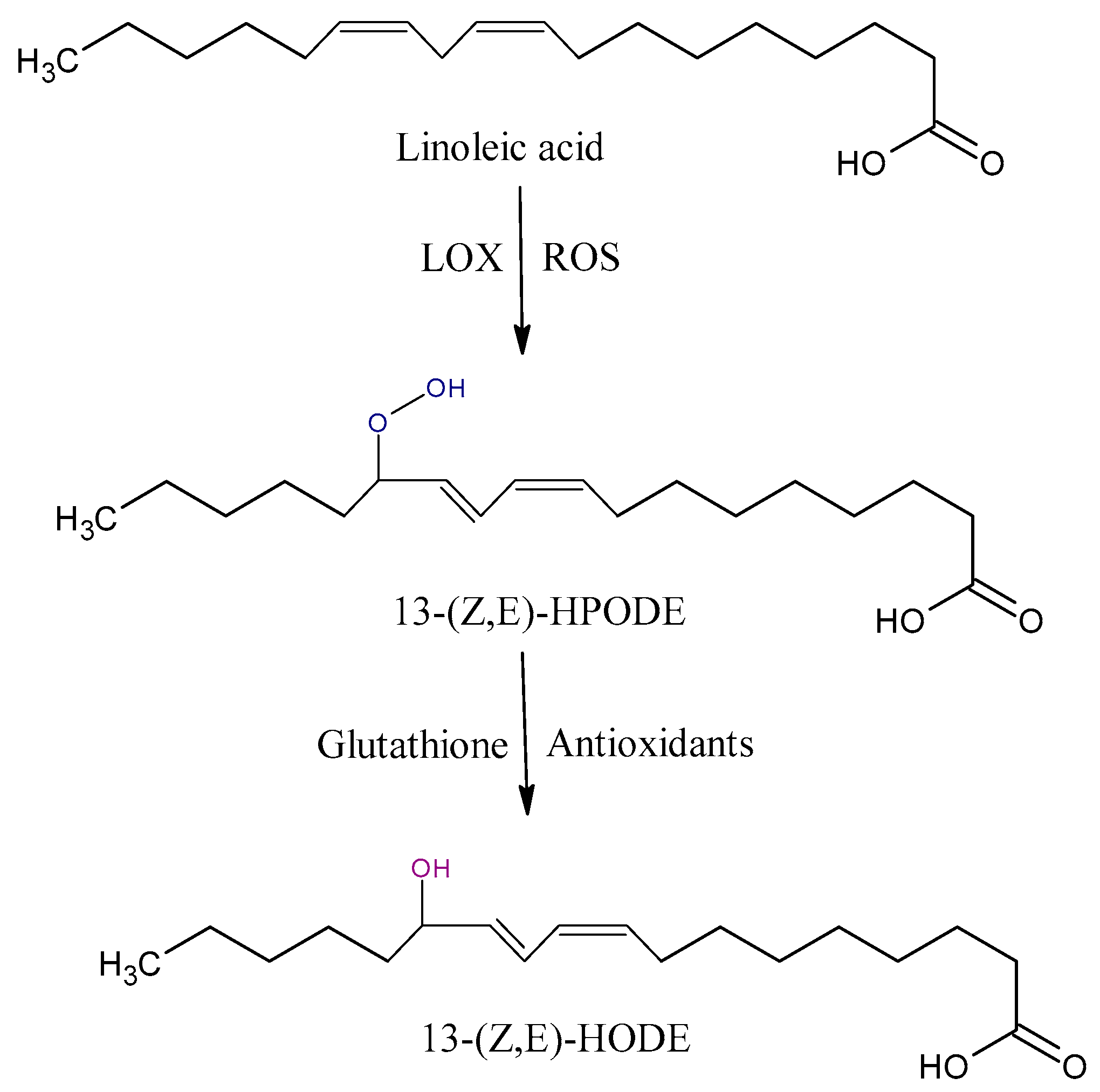 Antioxidants 09 01128 g002
