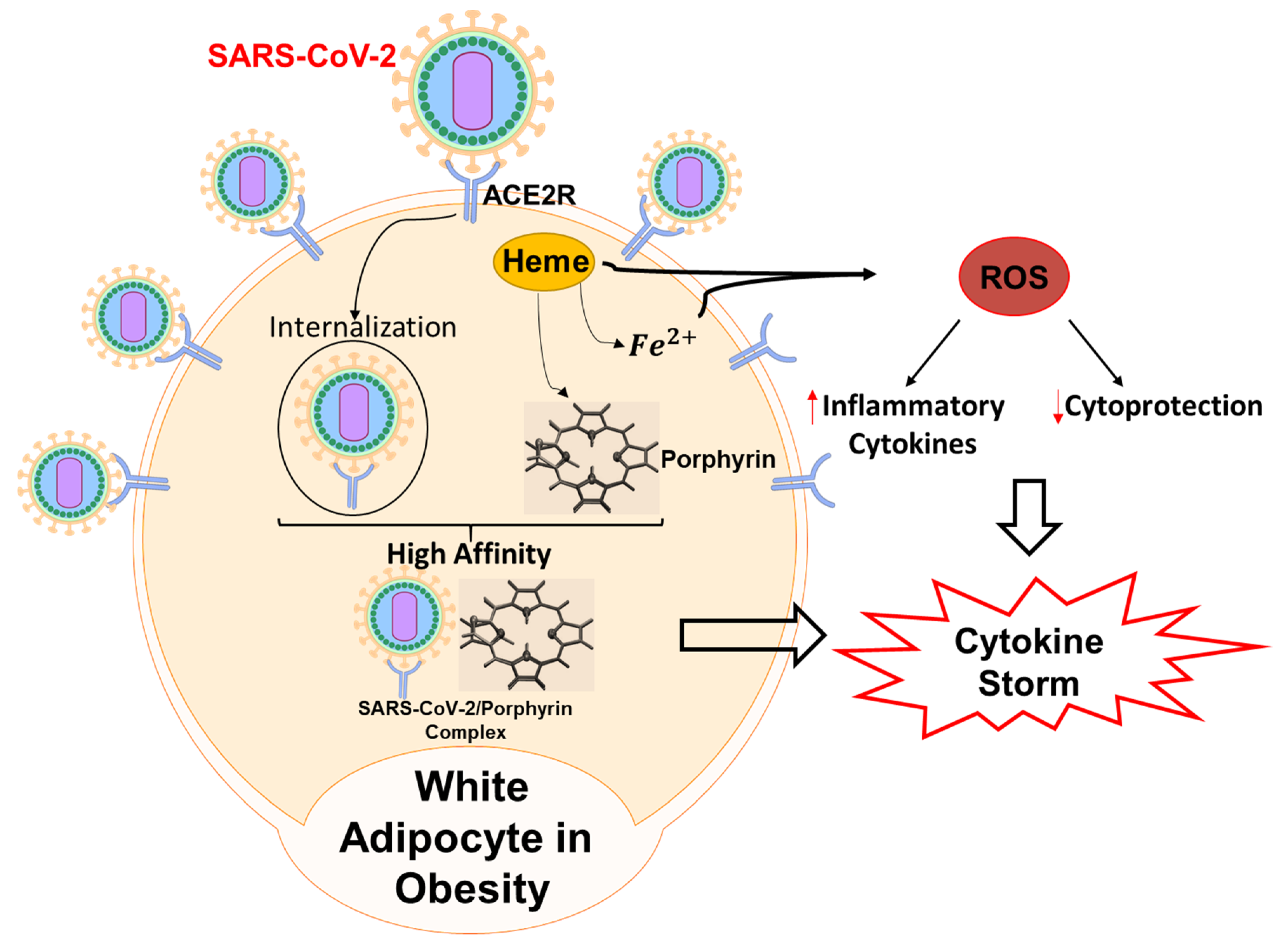 Antioxidants 09 01129 g005 Antioxidants 09 01129 g005