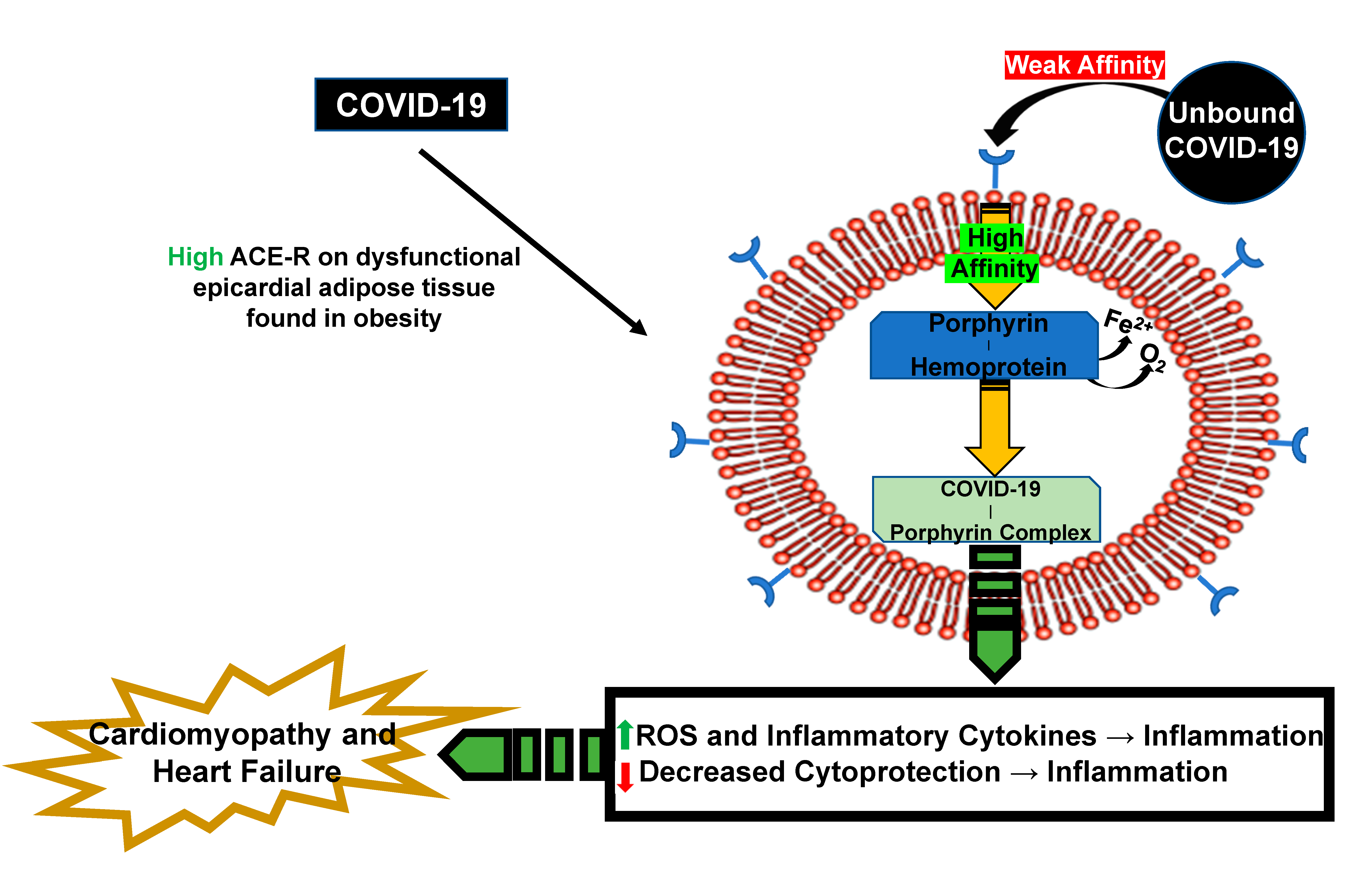 Antioxidants 09 01129 g007 Antioxidants 09 01129 g007