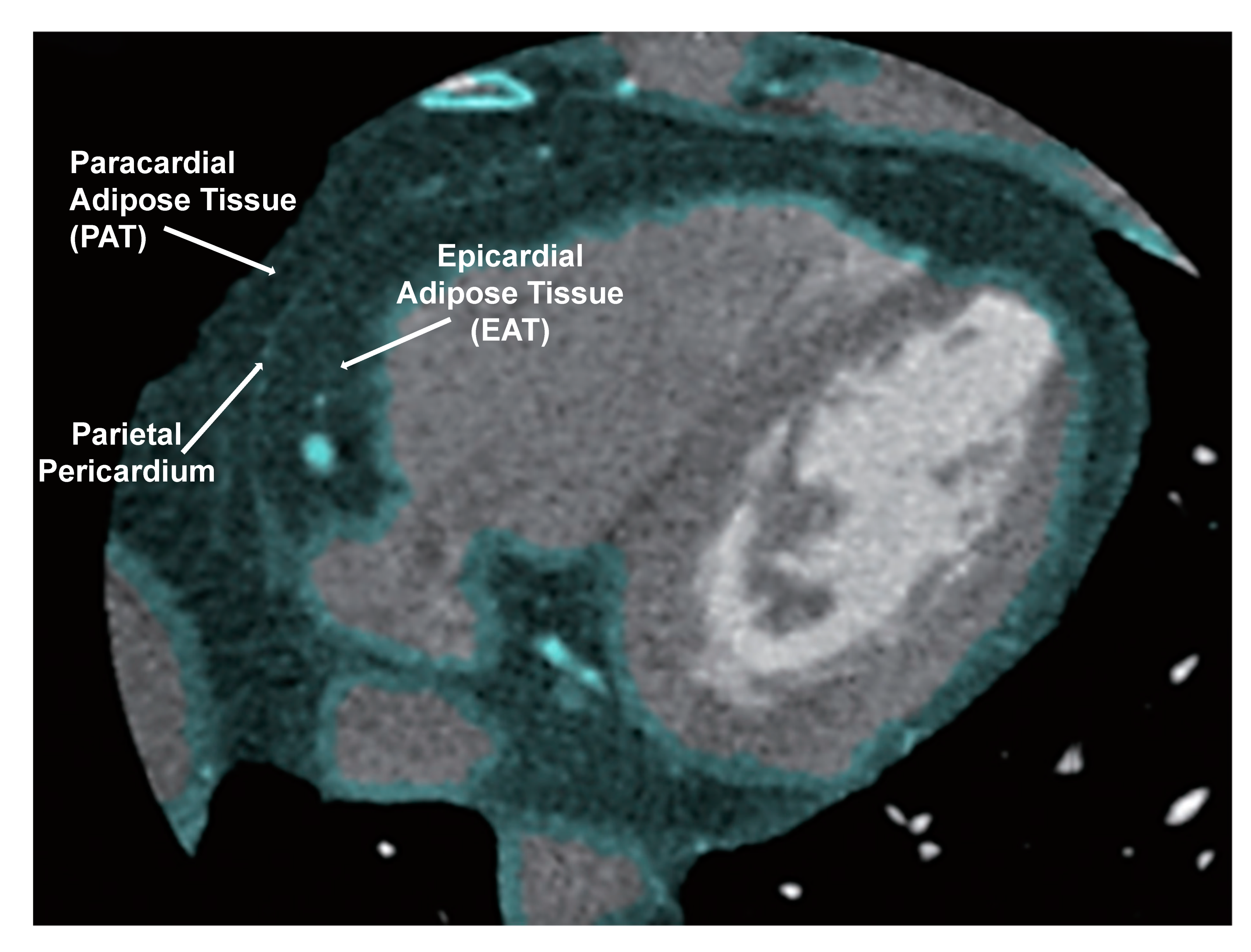 Antioxidants 09 01129 g008 Antioxidants 09 01129 g008