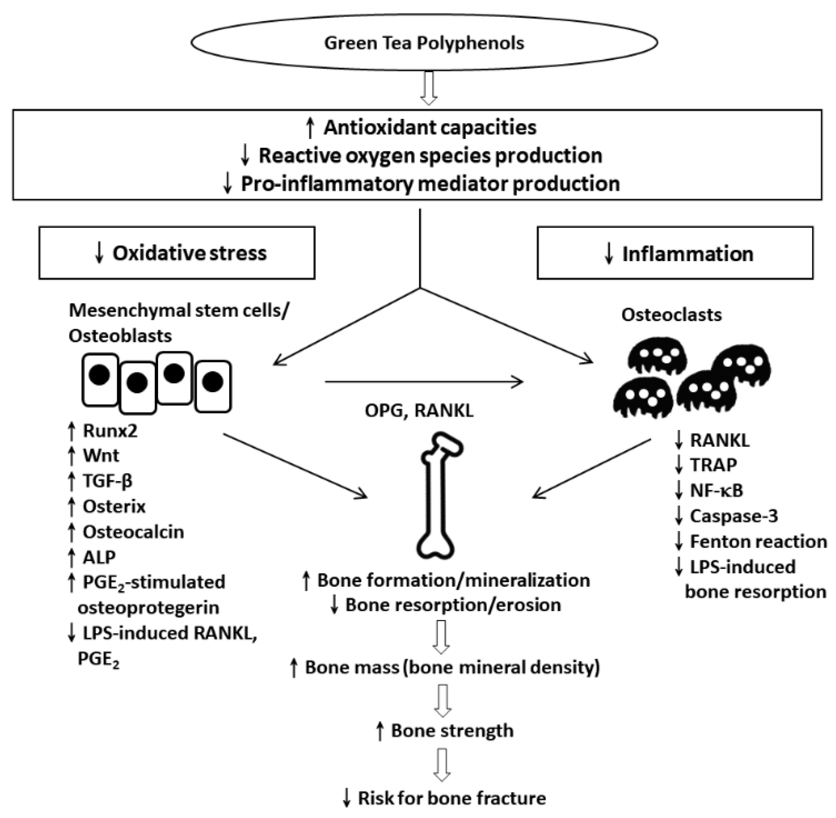 Antioxidants 09 01136 g001