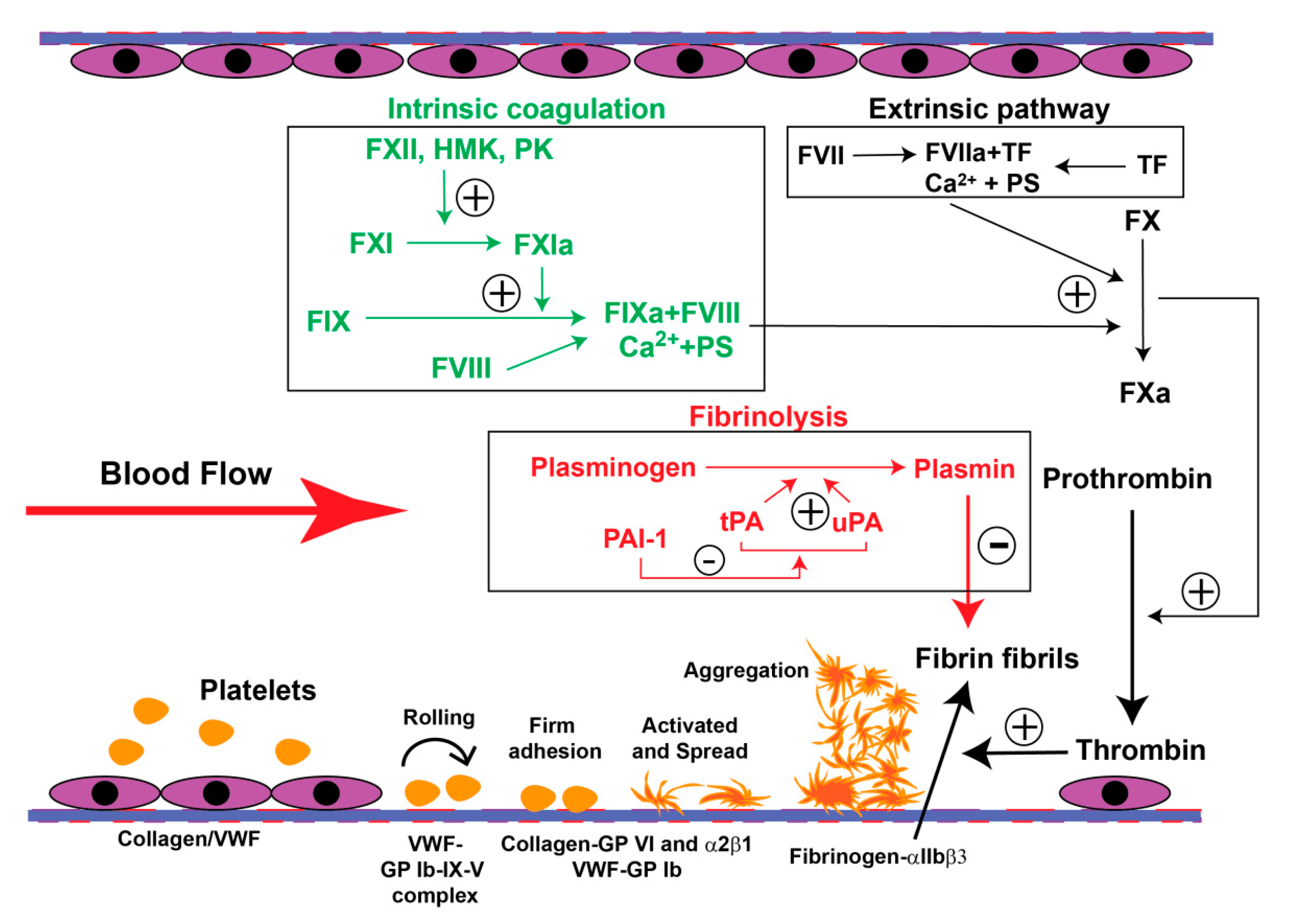 Antioxidants 09 01139 g001 Antioxidants 09 01139 g001