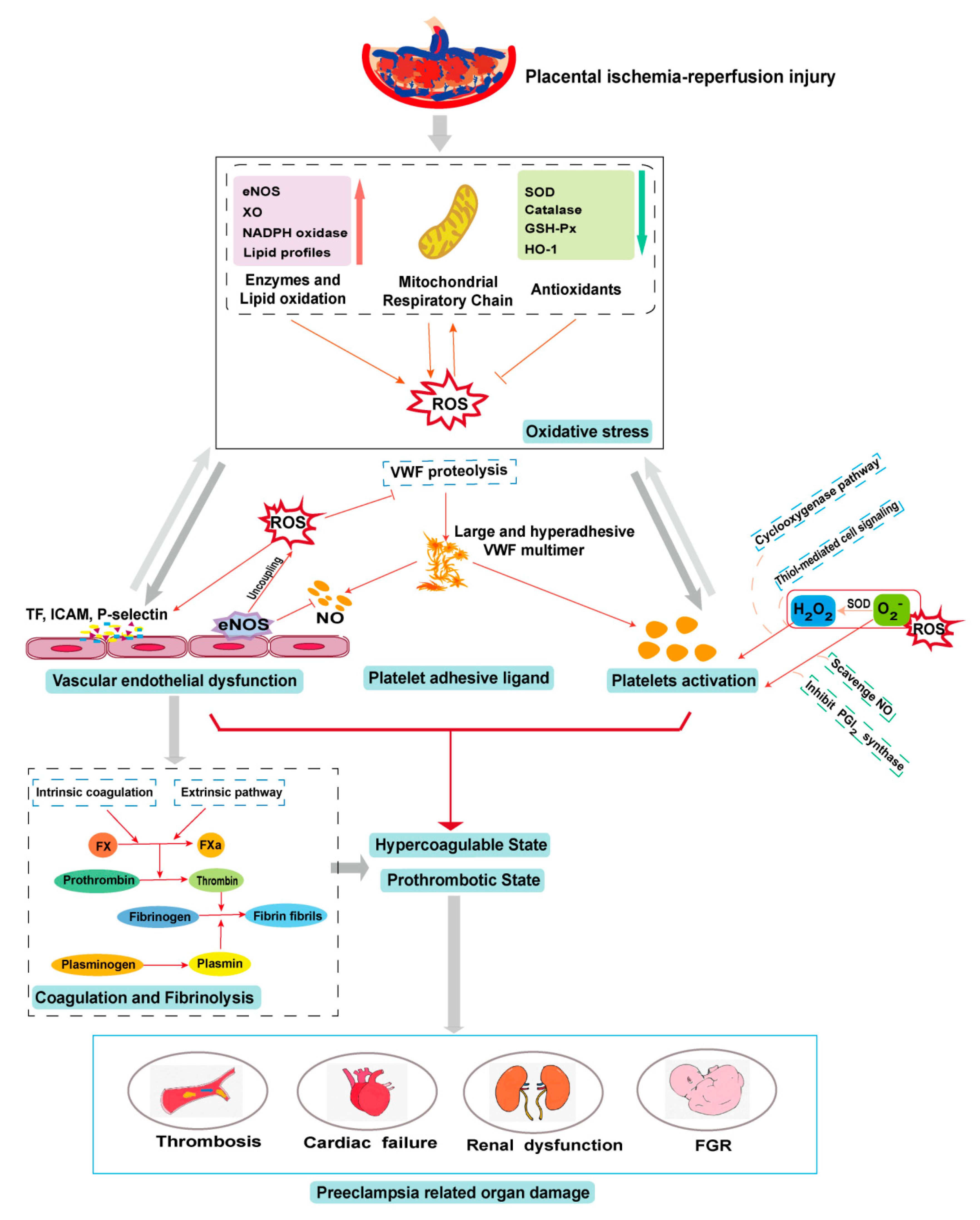 Antioxidants 09 01139 g002 Antioxidants 09 01139 g002