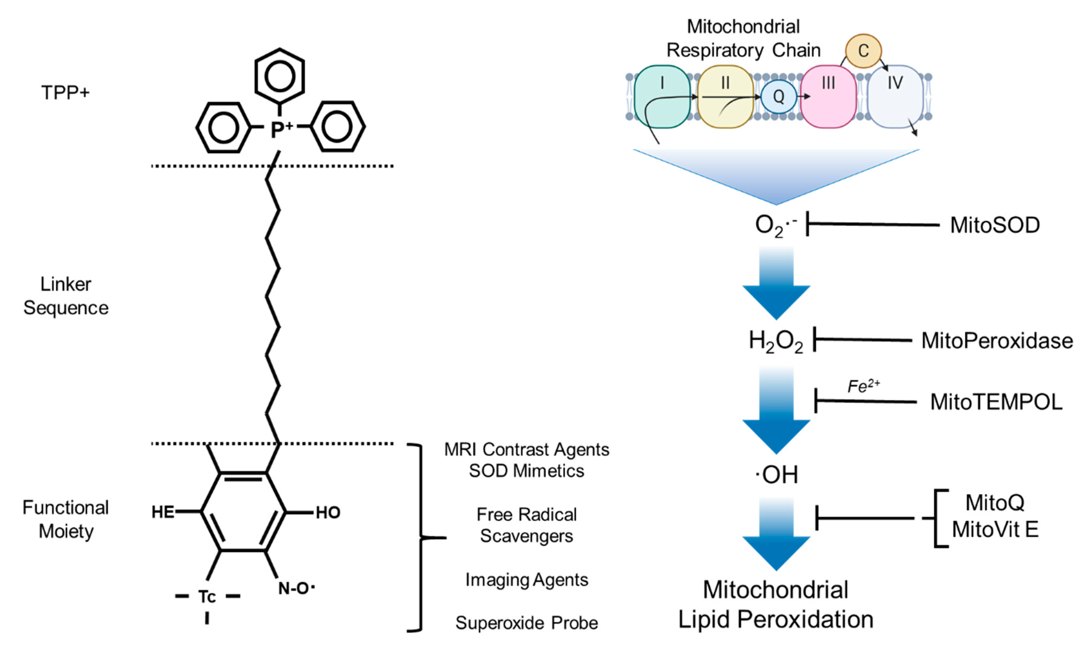 Antioxidants 09 01142 g002