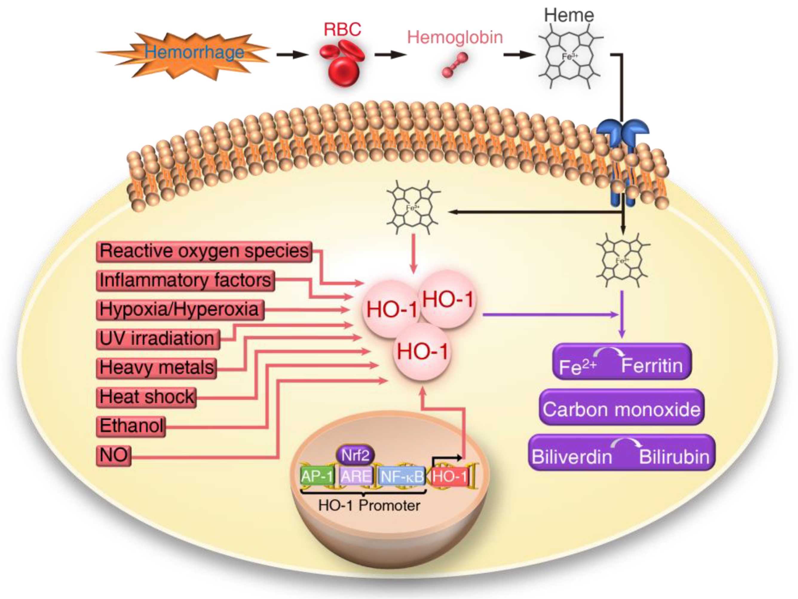 Antioxidants 09 01150 g001