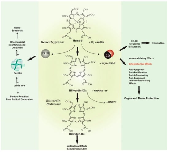 Antioxidants 09 01153 g001