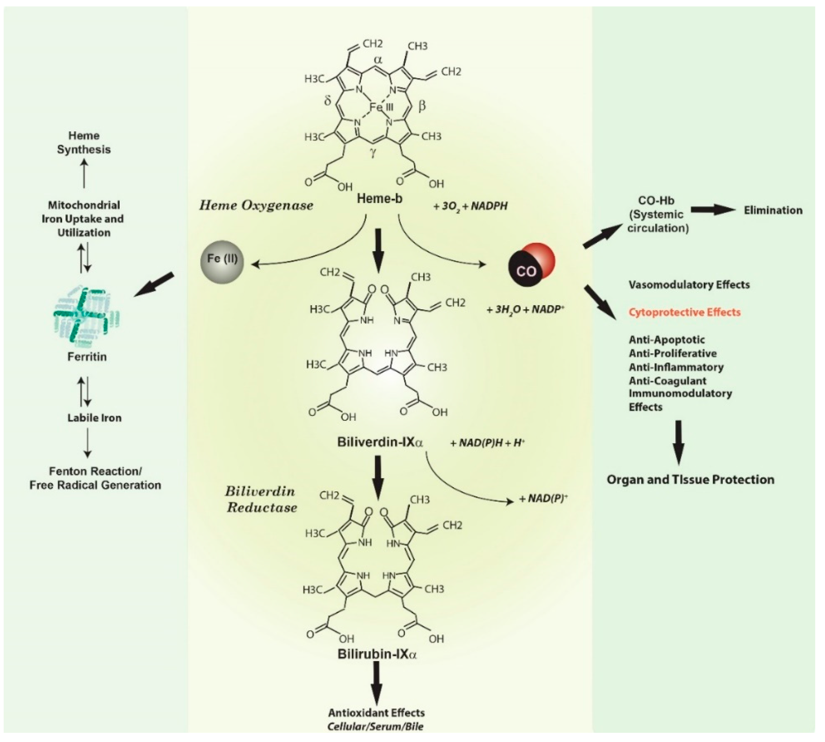 Antioxidants 09 01153 g001
