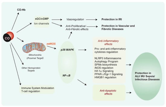 Antioxidants 09 01153 g002
